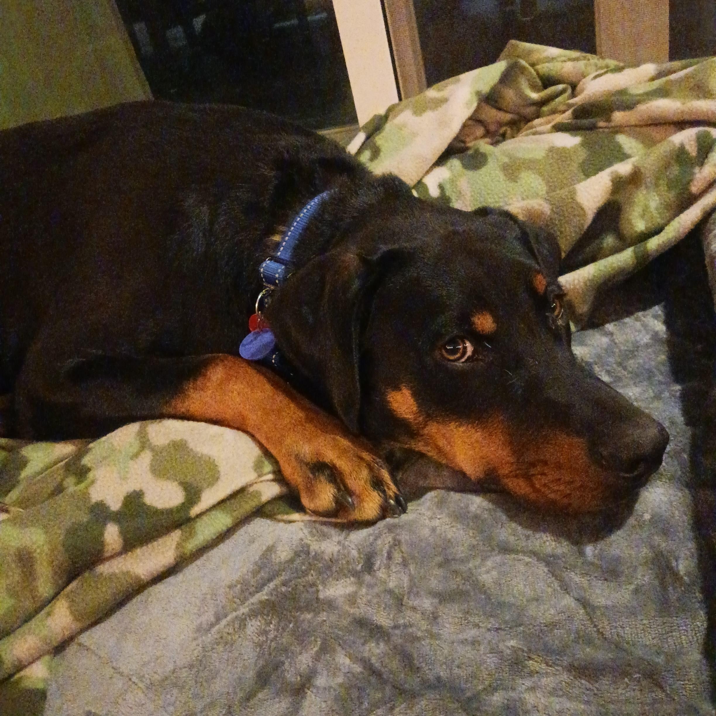 Floki, a Adoptable Catahoula Leopard Dog in COEUR D ALENE, ID image 2/6