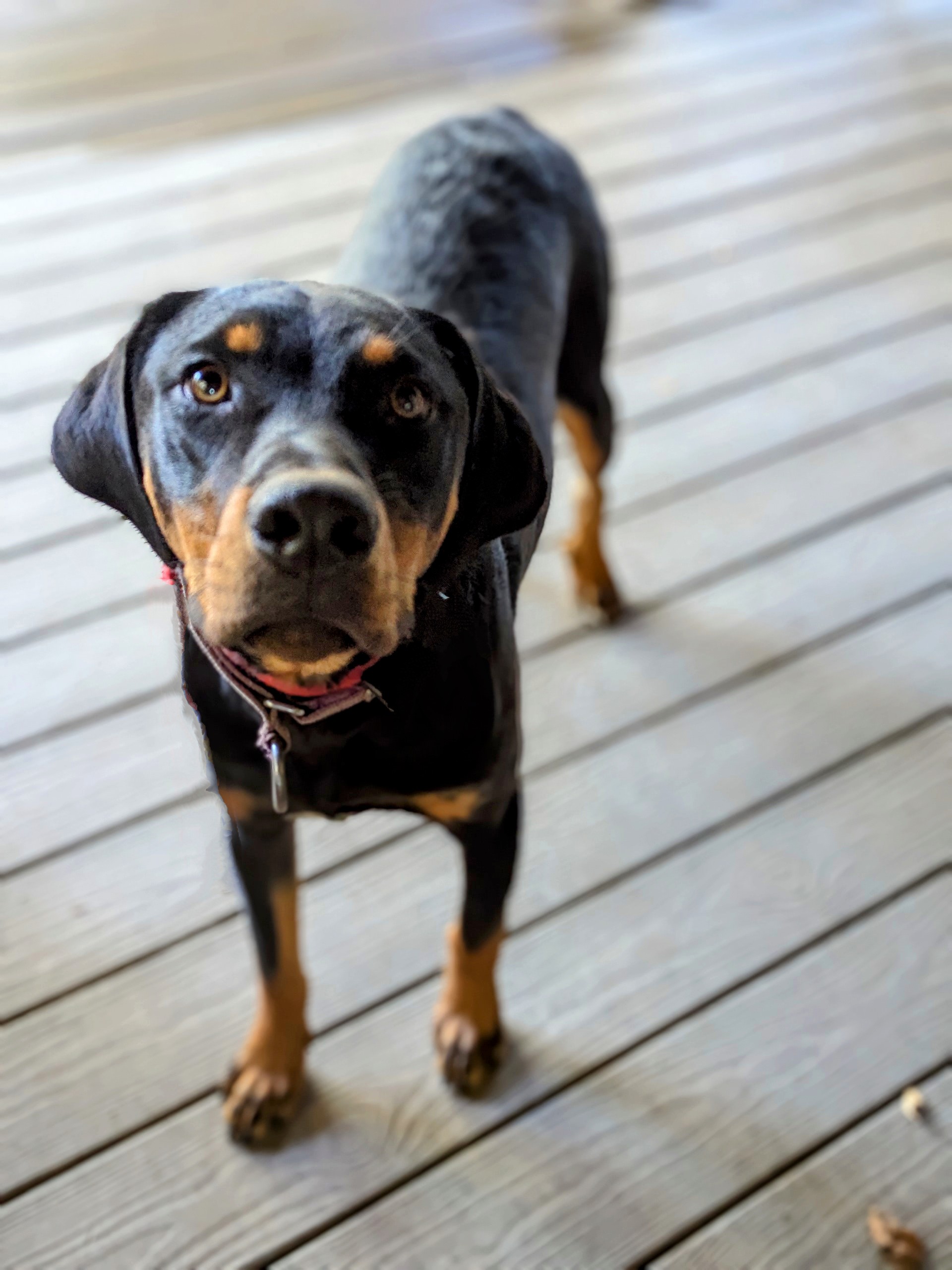 Floki, adoptable, Adult Male Catahoula Leopard Dog.