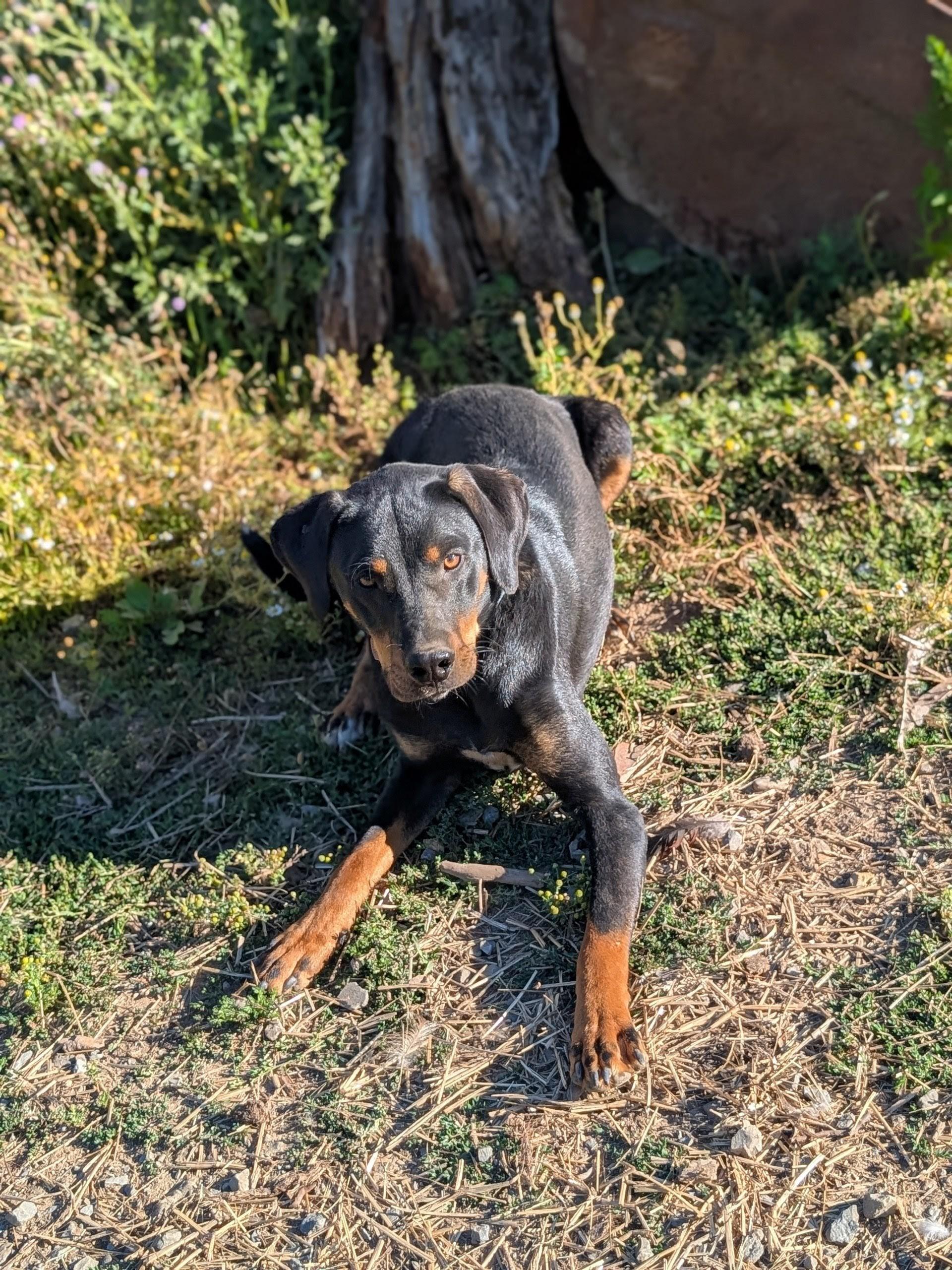 Floki, an adoptable Catahoula Leopard Dog in COEUR D ALENE, ID, 83814 | Photo Image 2