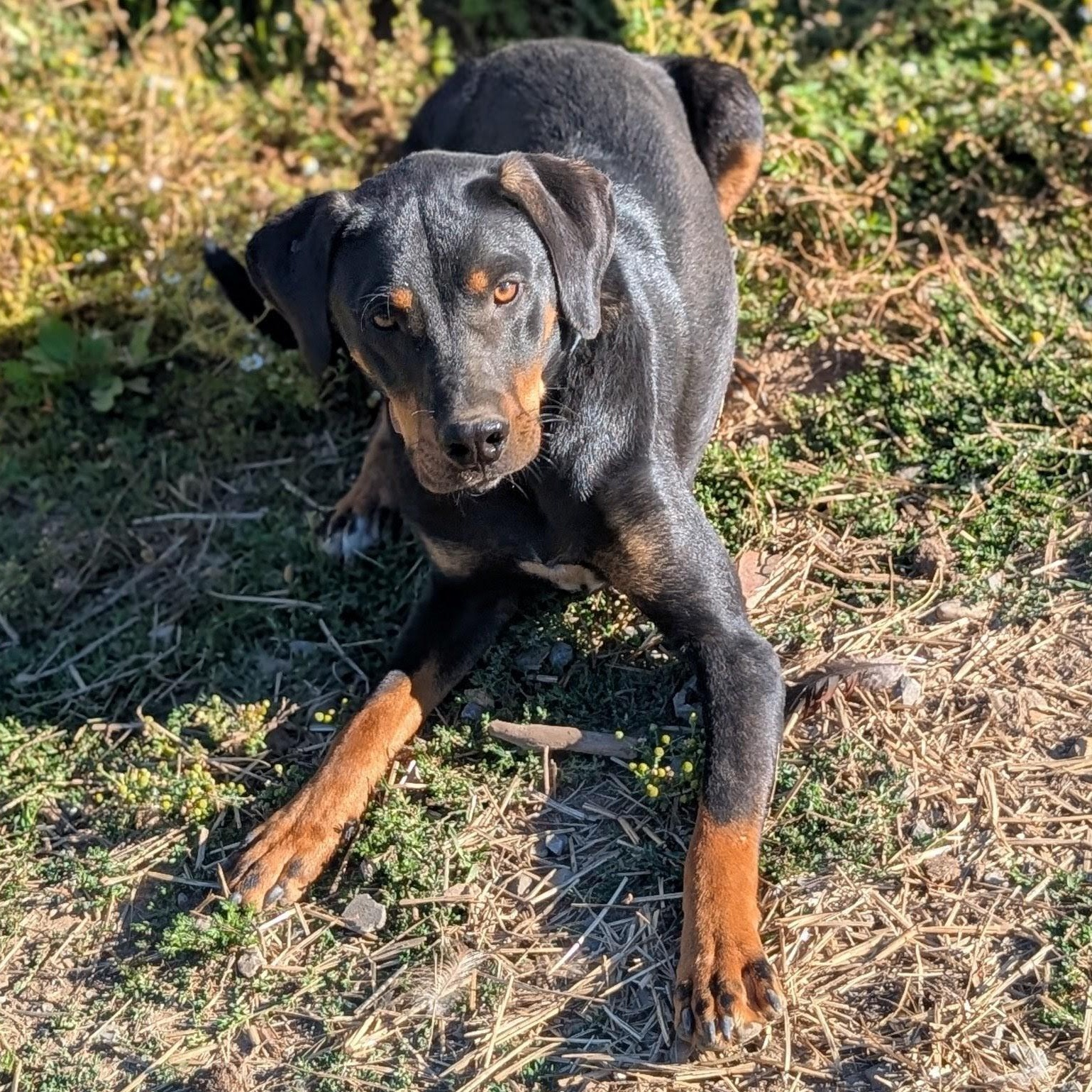 Floki, a Adoptable Catahoula Leopard Dog in COEUR D ALENE, ID image 1/6