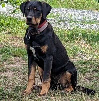 Floki, a Adoptable Catahoula Leopard Dog in COEUR D ALENE, ID image 5/6