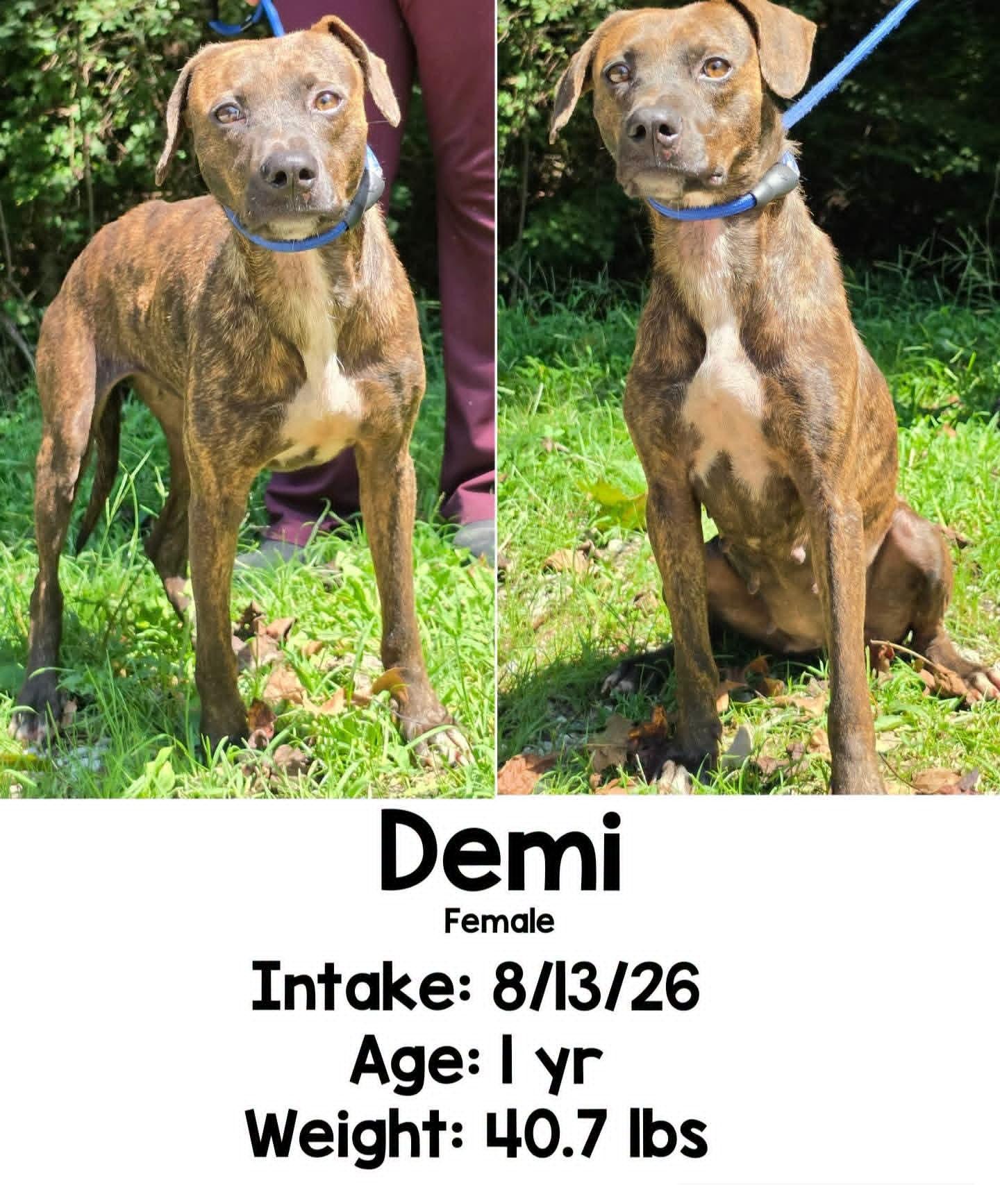 Demi, Adoptable, Adult Female Terrier.
