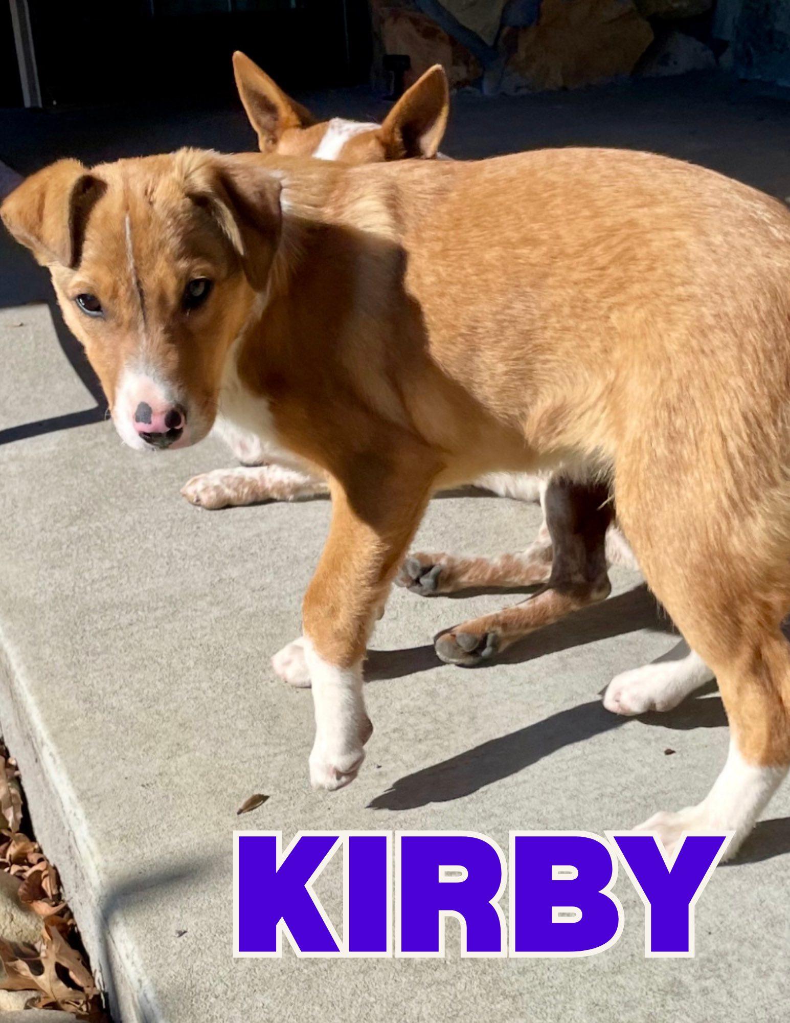 Kirby, ADOPTABLE, Young Male Lancashire Heeler.