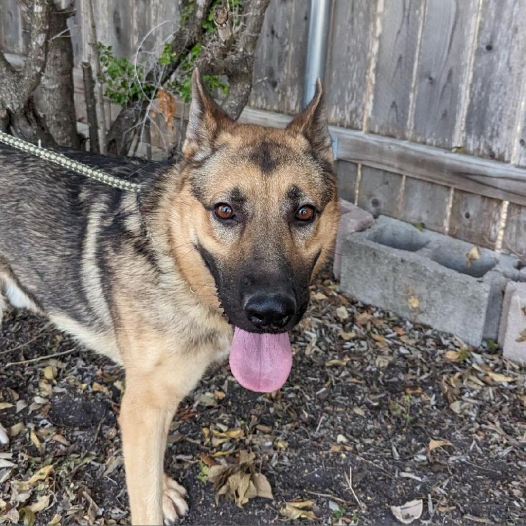 Axle, a Adoptable mixed breed in San Antonio, TX image 2/2