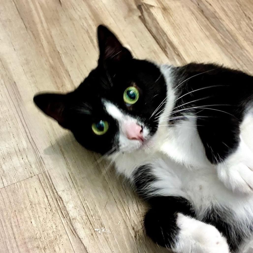 Enlarge Peggy, a Adoptable Tuxedo in Richland, MI image 3/3