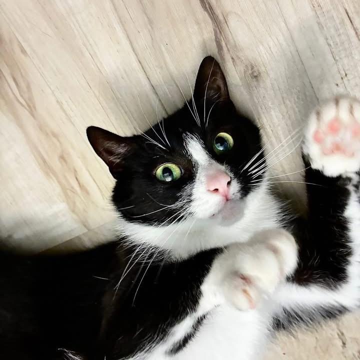 Enlarge Peggy, a Adoptable Tuxedo in Richland, MI image 1/3