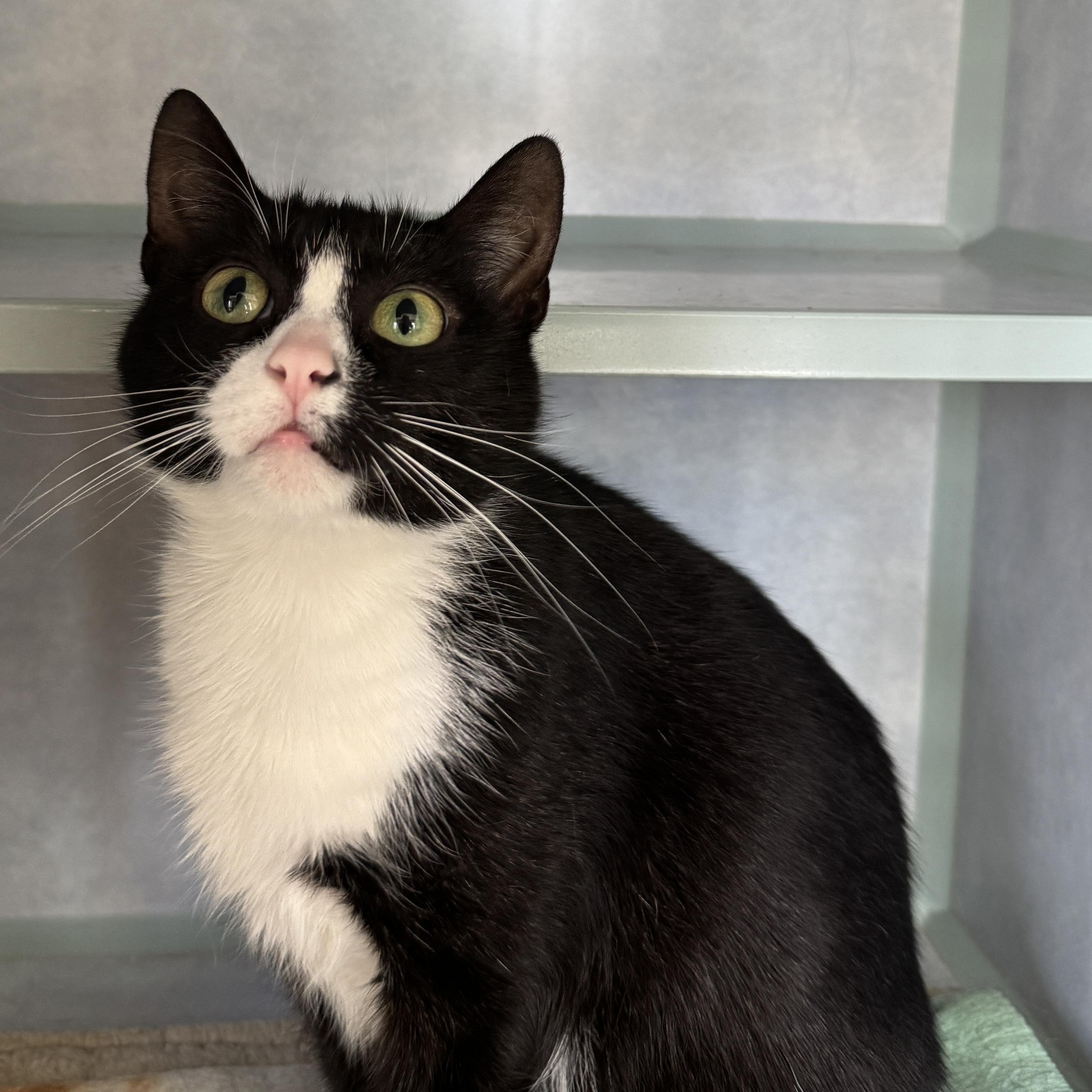 Enlarge Peggy, a Adoptable Tuxedo in Richland, MI image 2/3