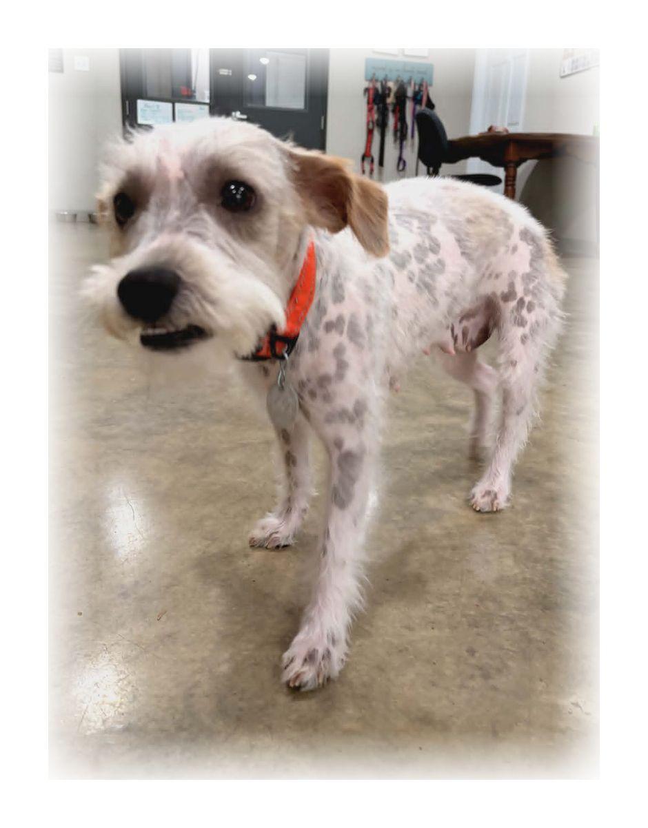 Enlarge Misty, an adopted mixed breed in Melbourne, AR image 2/4