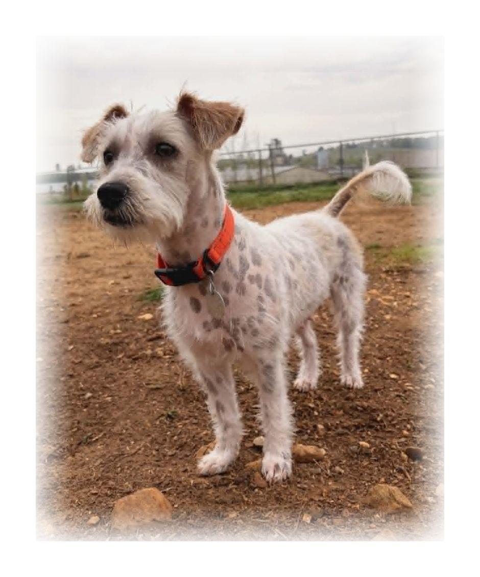 Misty, adopted, Young Female Chinese Crested Dog & Schnauzer.