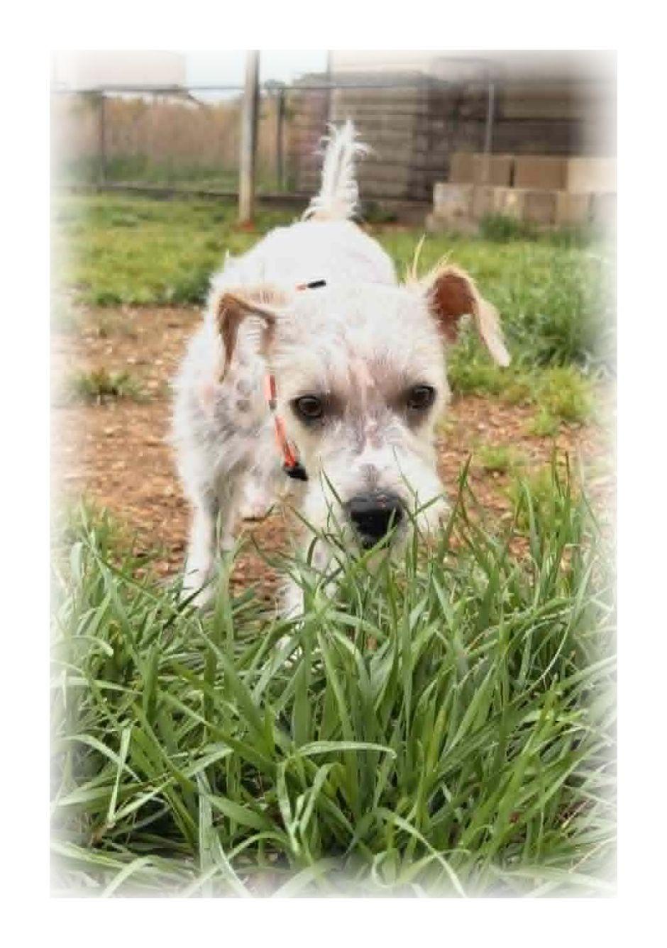 Enlarge Misty, an adopted mixed breed in Melbourne, AR image 4/4