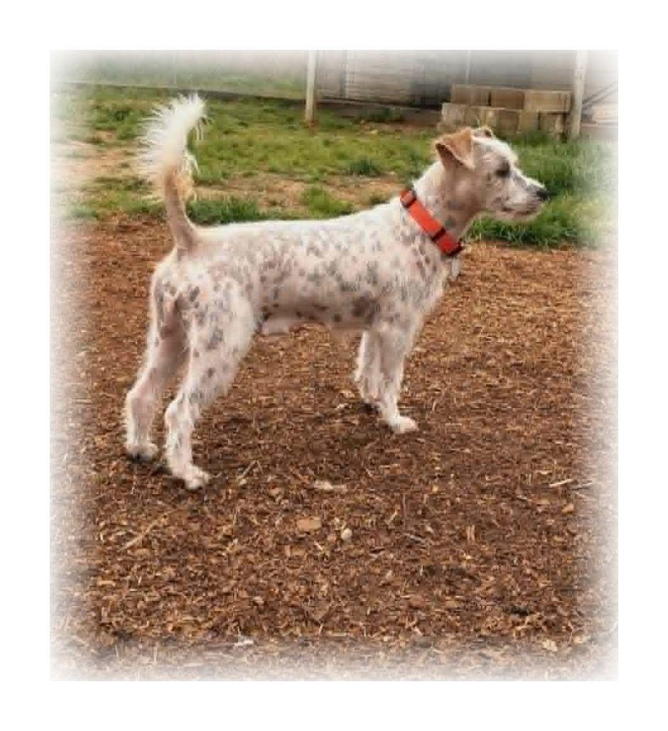 Enlarge Misty, an adopted mixed breed in Melbourne, AR image 3/4