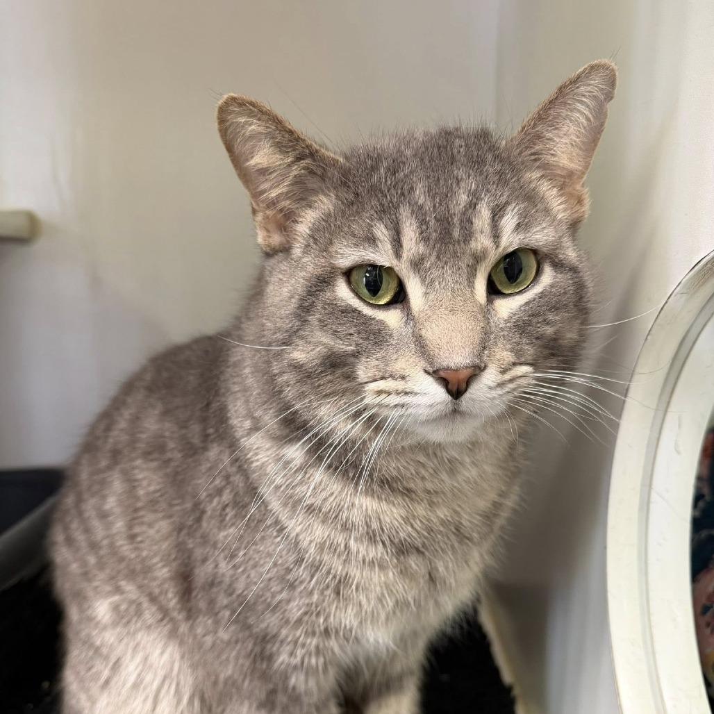 Enlarge Sir Mallow, a Adoptable Domestic Short Hair in Norfolk, NE image 1/2