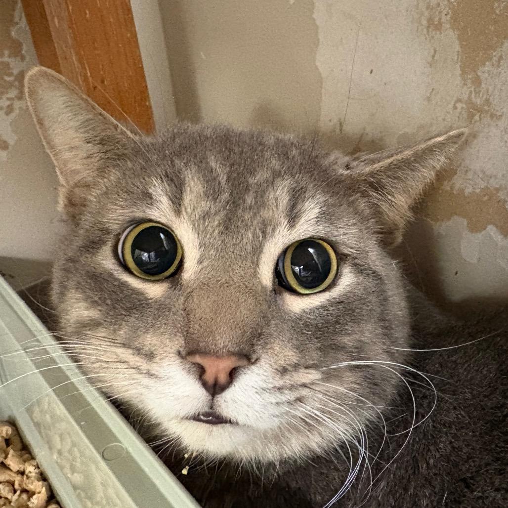 Enlarge Sir Mallow, a Adoptable Domestic Short Hair in Norfolk, NE image 2/2