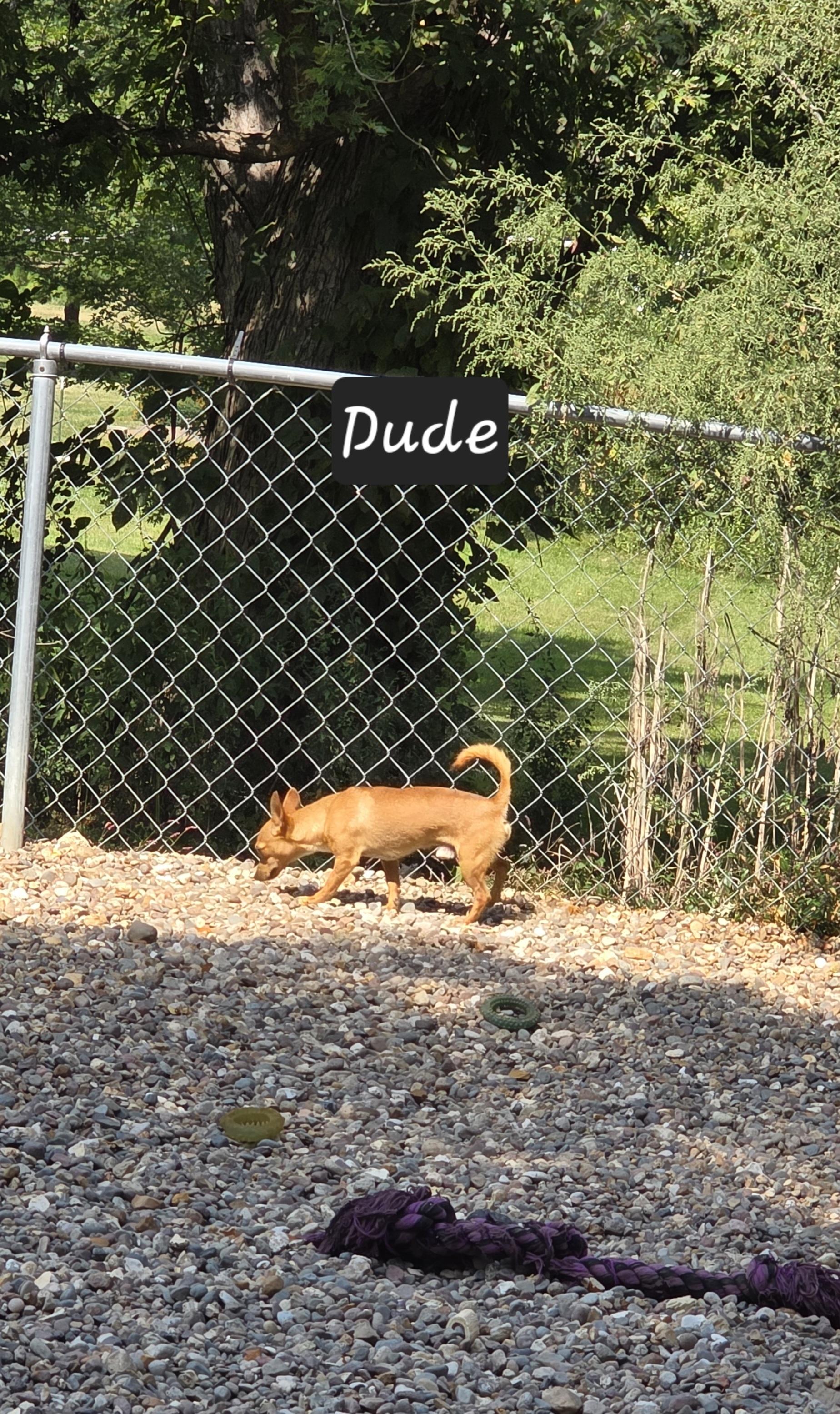 Dude