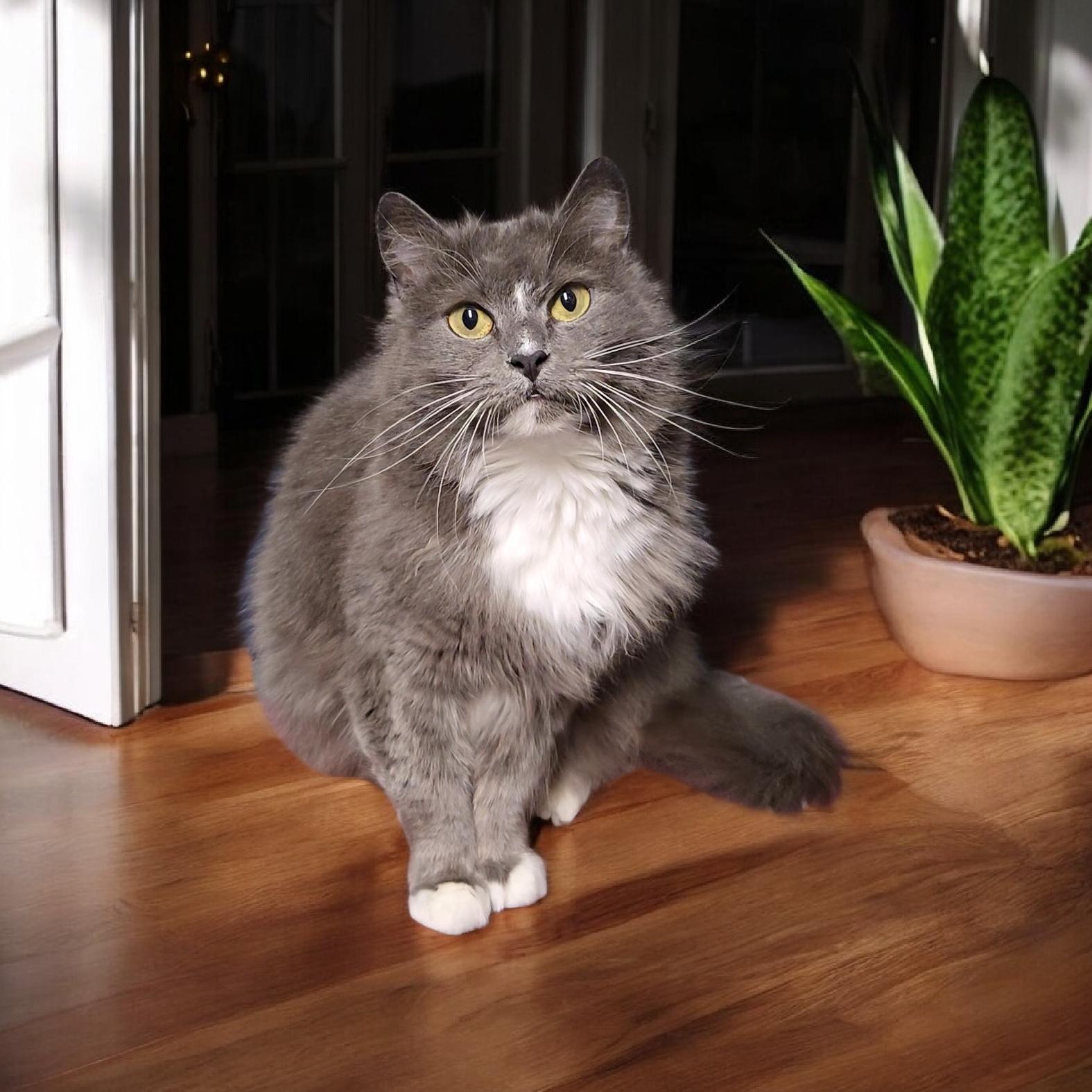 Enlarge Misu, an adopted Domestic Medium Hair in Kenhorst, PA image 1/1