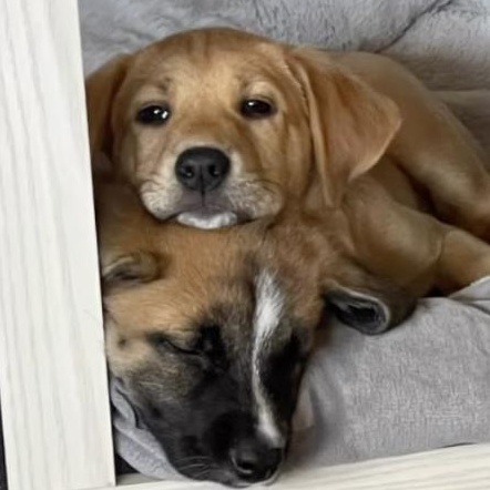 BAXTER, adoptable, Puppy Male Black Mouth Cur.