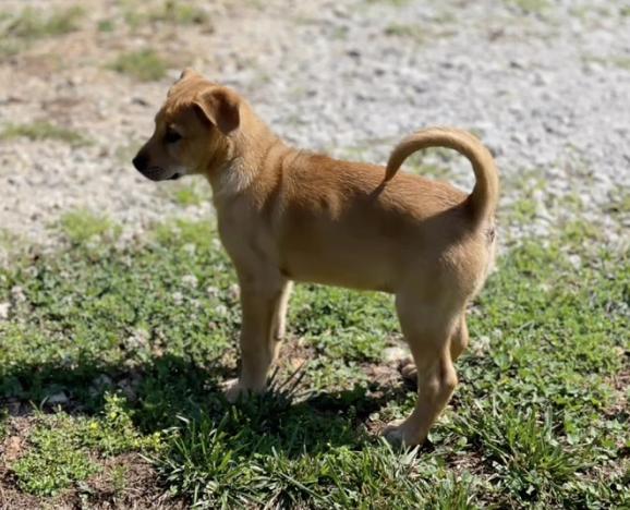 Enlarge BAXTER, an adoptable Black Mouth Cur in East Flat Rock, NC image 4/6