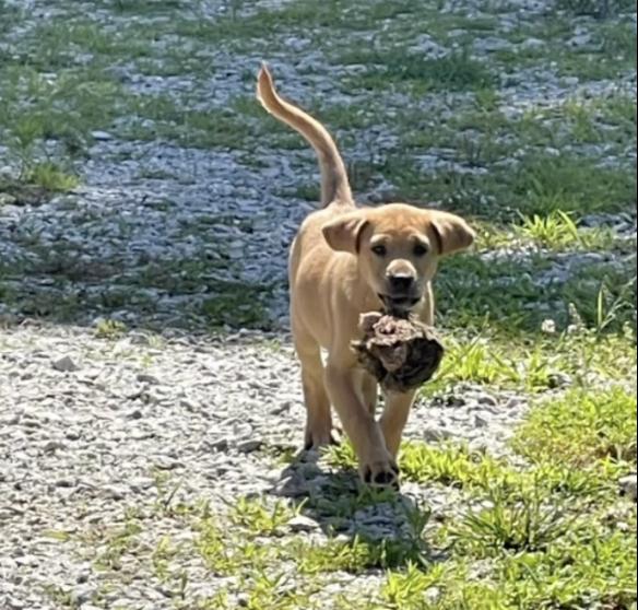Enlarge BAXTER, an adoptable Black Mouth Cur in East Flat Rock, NC image 3/6