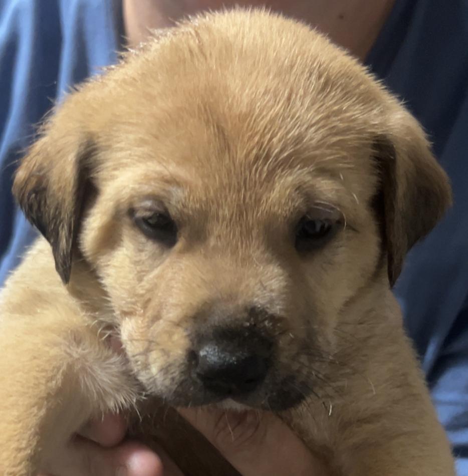 Enlarge BAXTER, an adoptable Black Mouth Cur in East Flat Rock, NC image 5/6