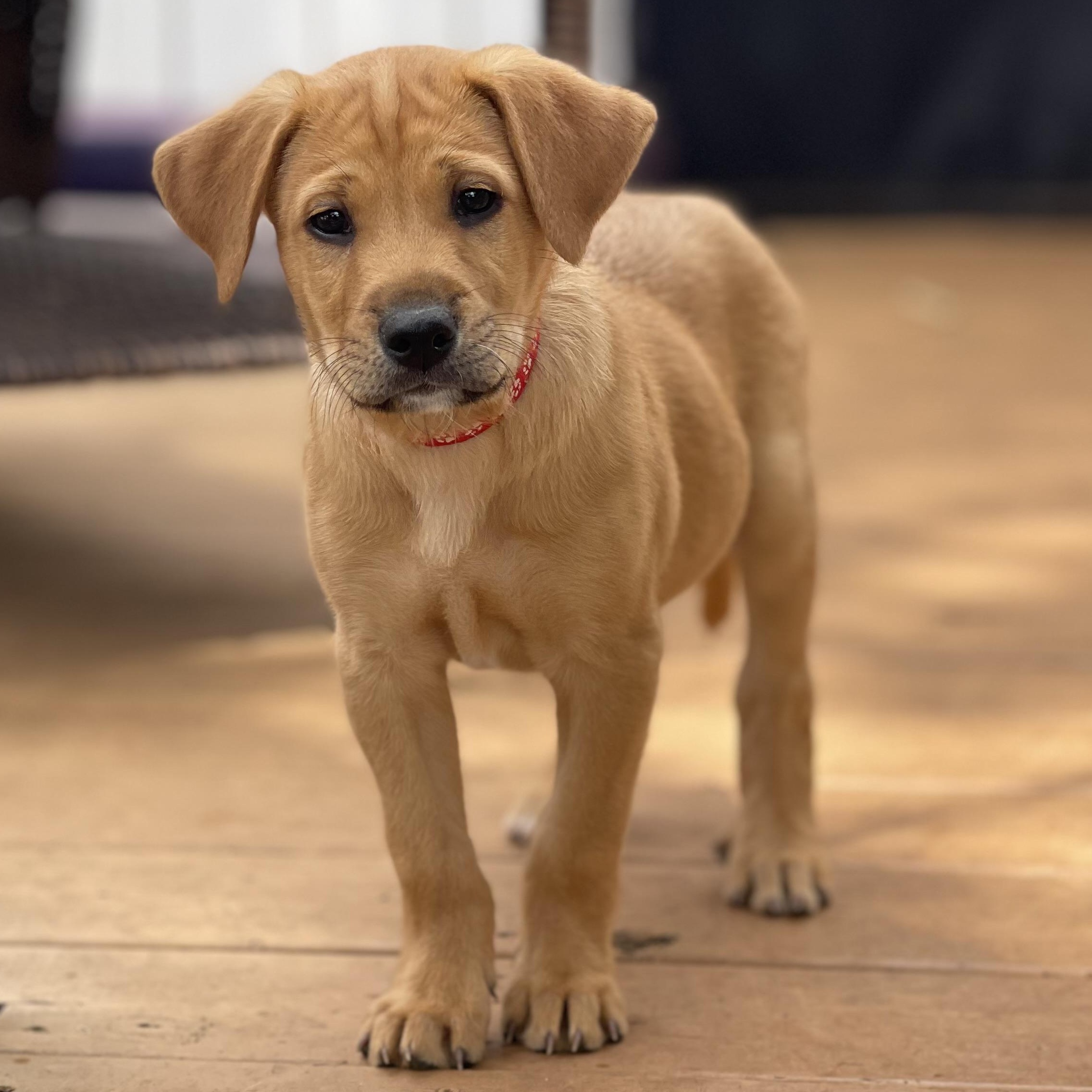 Enlarge BAXTER, an adoptable Black Mouth Cur in East Flat Rock, NC image 2/6
