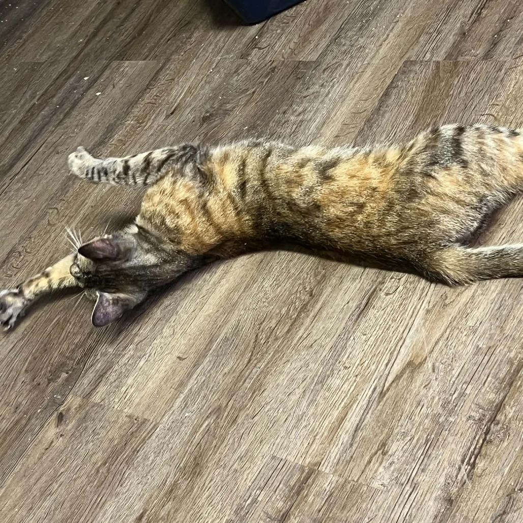 Pomona, Adoptable, Young Female Domestic Short Hair.