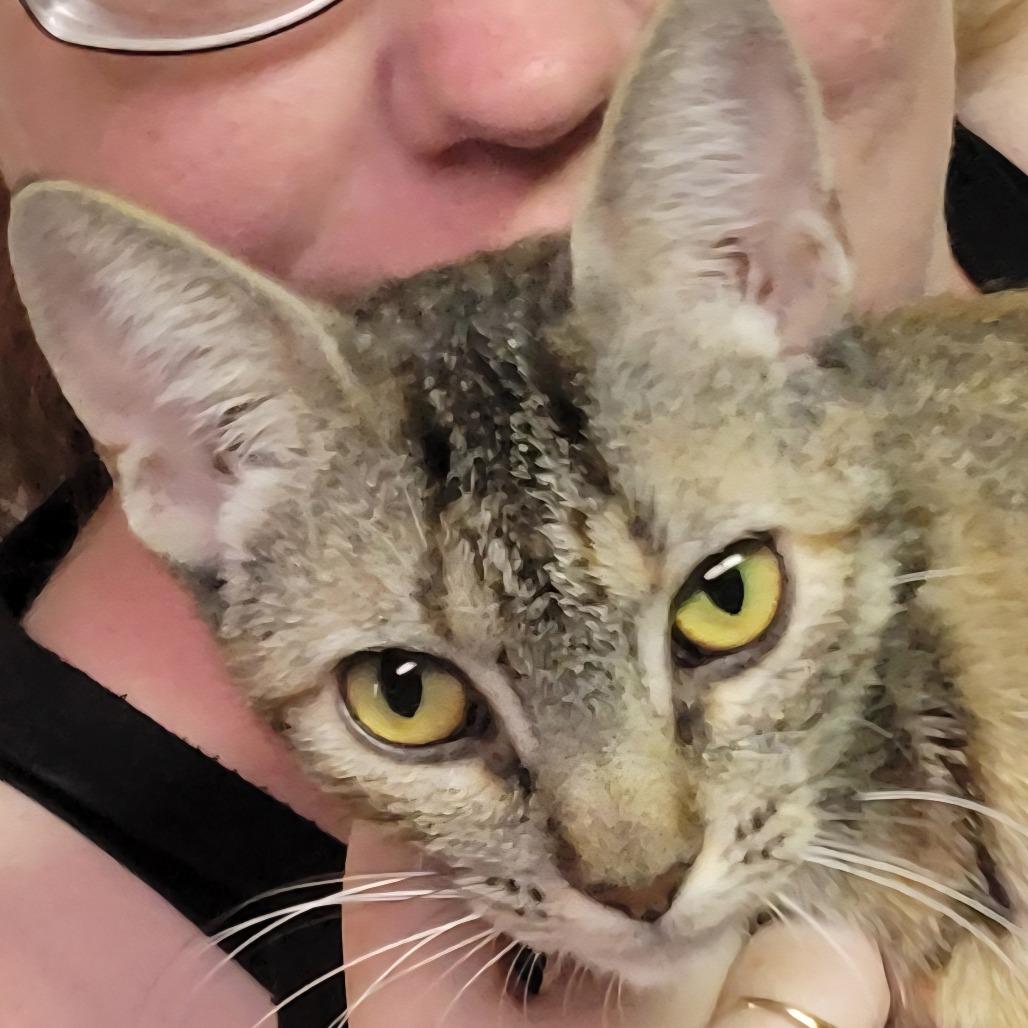 Enlarge Pomona, a Adoptable Domestic Short Hair in Incline Village, NV image 2/6
