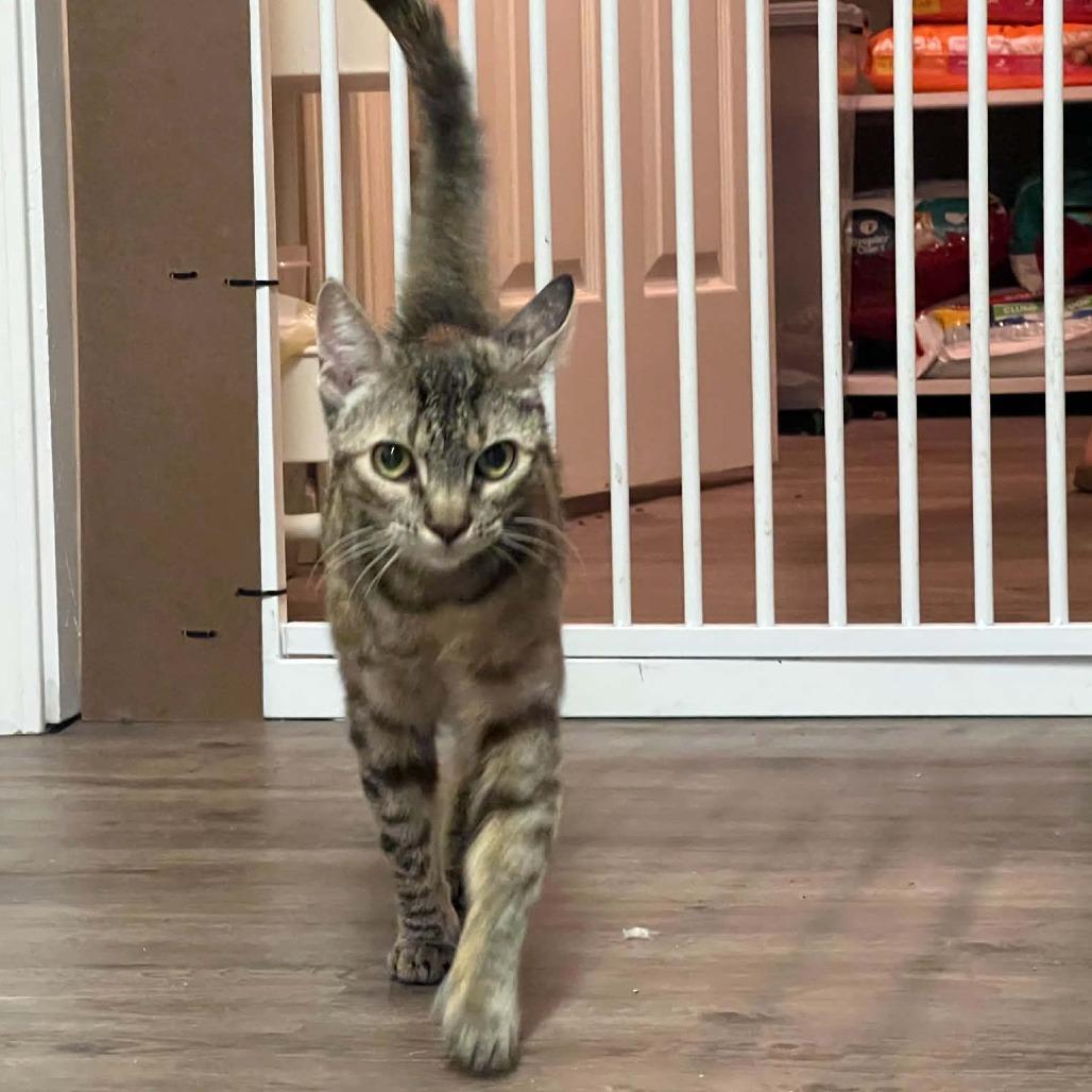 Enlarge Pomona, a Adoptable Domestic Short Hair in Incline Village, NV image 3/6