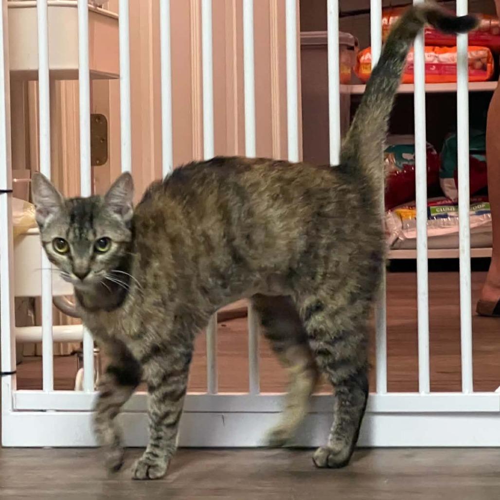 Enlarge Pomona, a Adoptable Domestic Short Hair in Incline Village, NV image 4/6