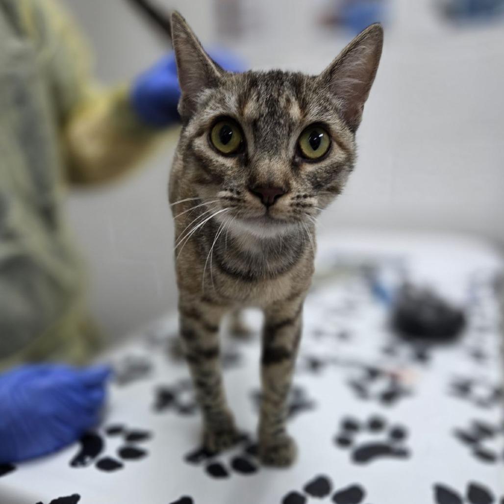 Enlarge Pomona, a Adoptable Domestic Short Hair in Incline Village, NV image 5/6