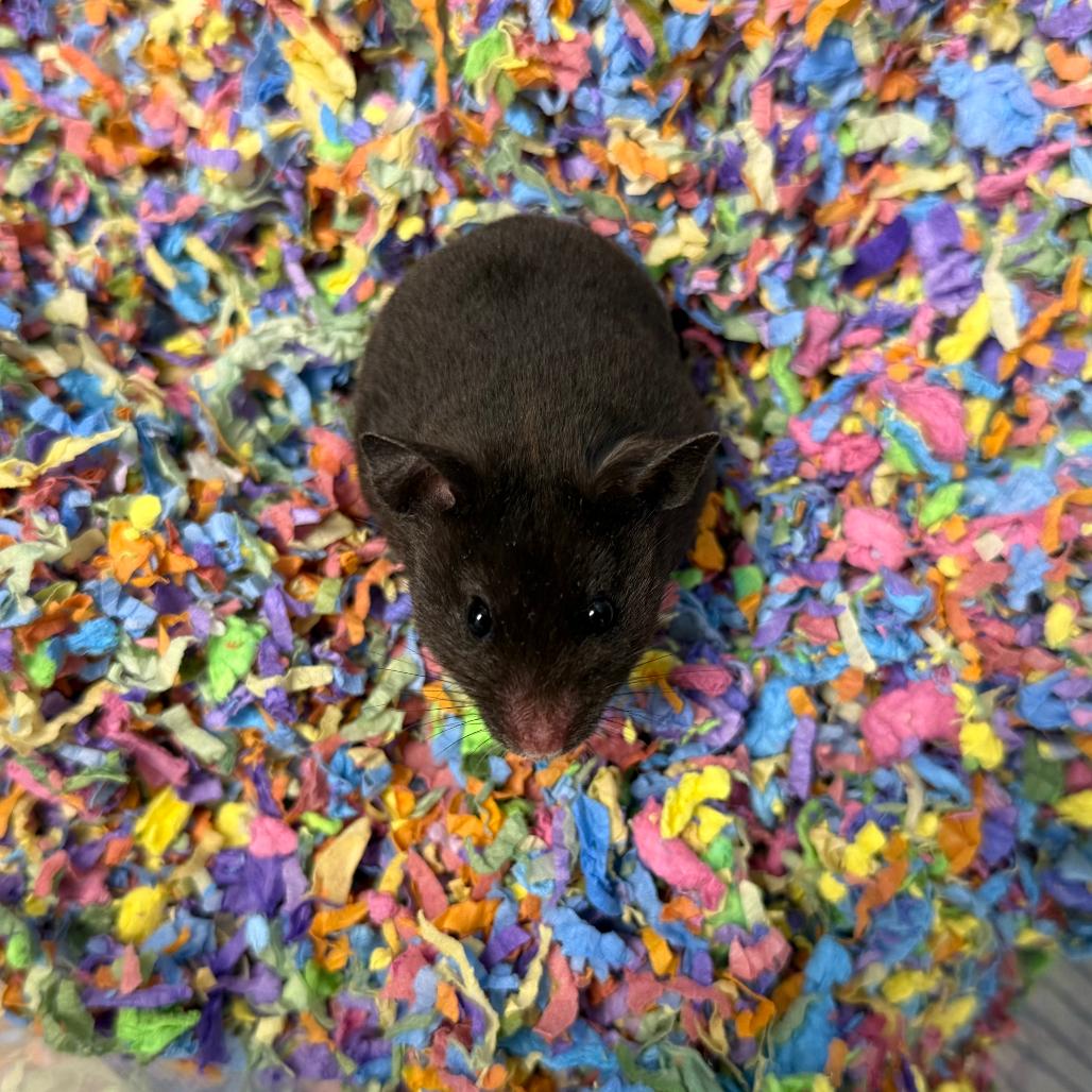 Godiva Chocolate Cheesecake, ADOPTABLE, Young Female Hamster.