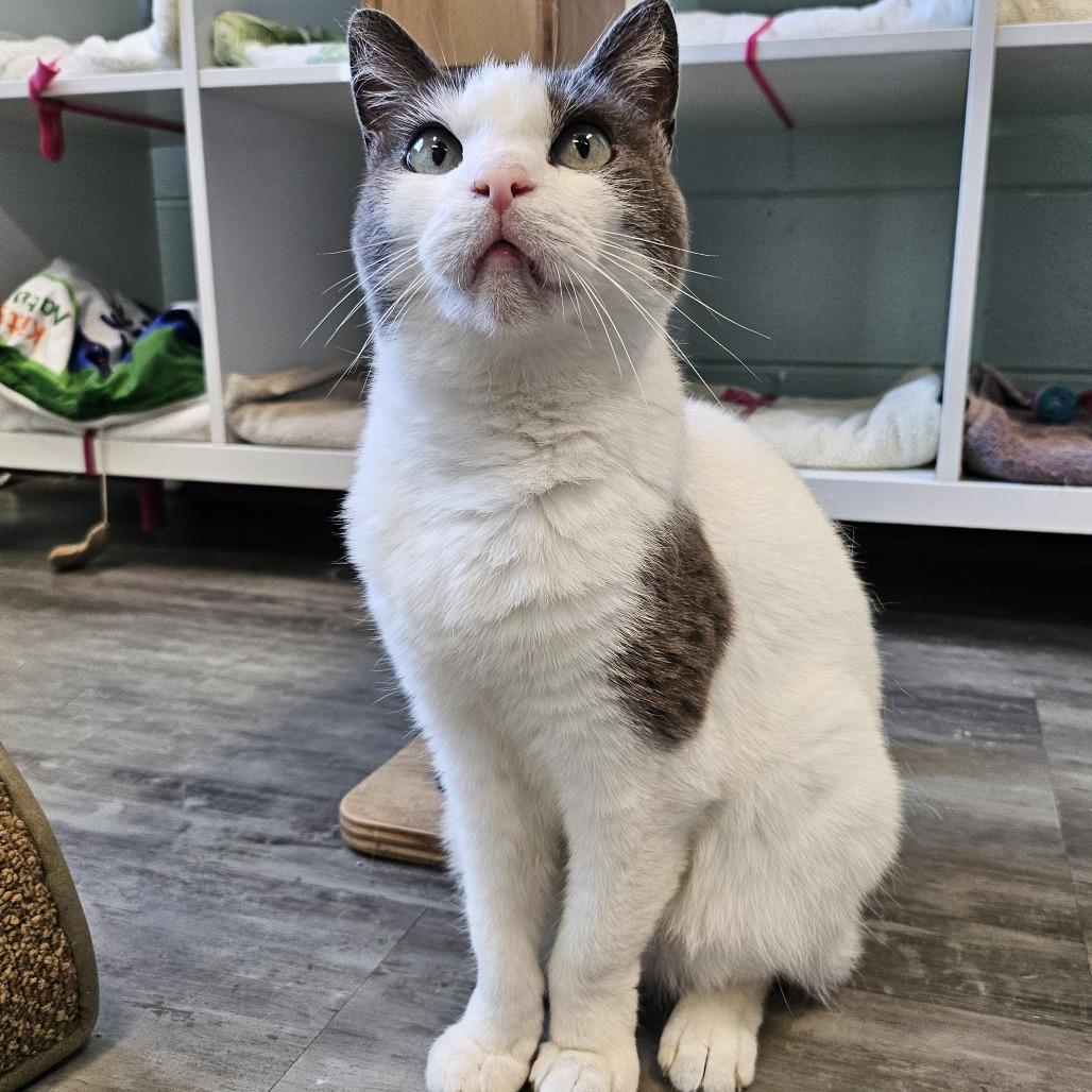 Reina, Adoptable, Adult Female Domestic Short Hair.