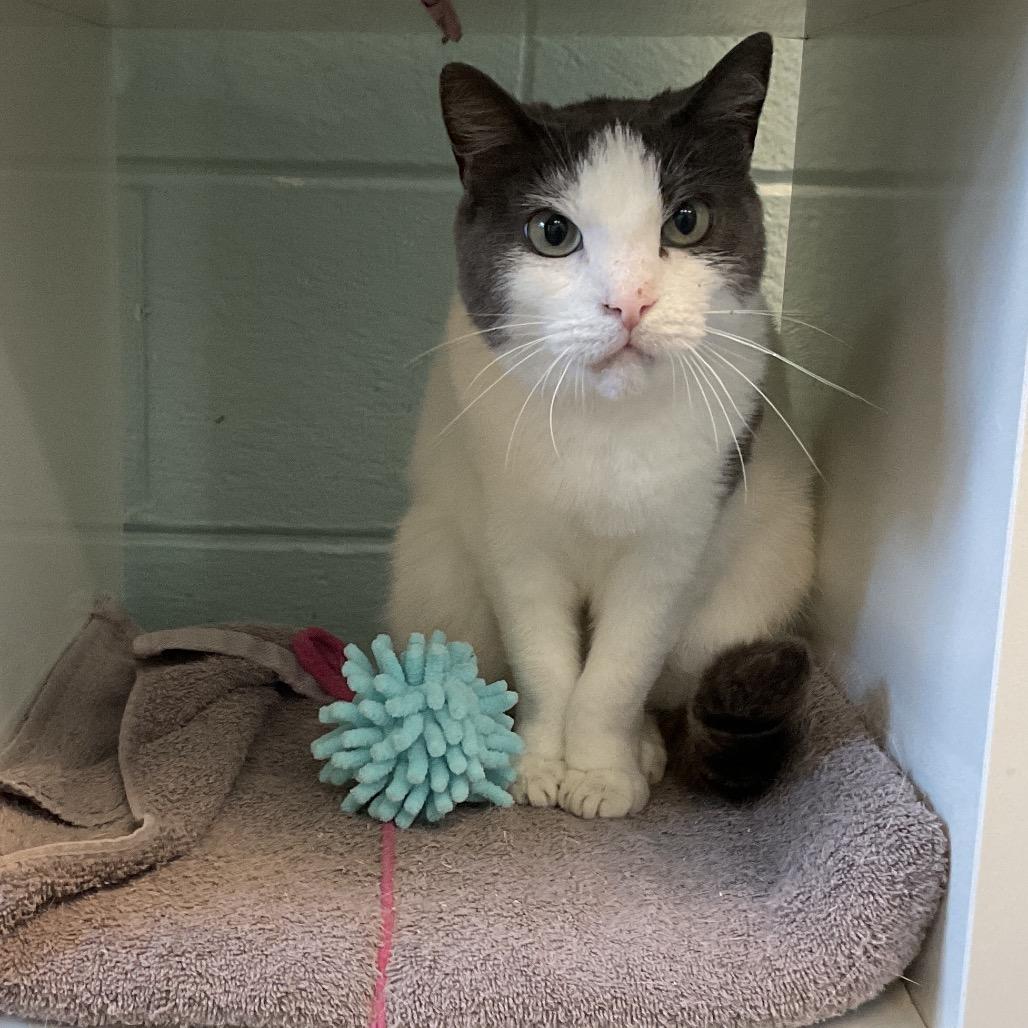 Reina, a Adoptable Domestic Short Hair in Redwood City, CA image 2/6