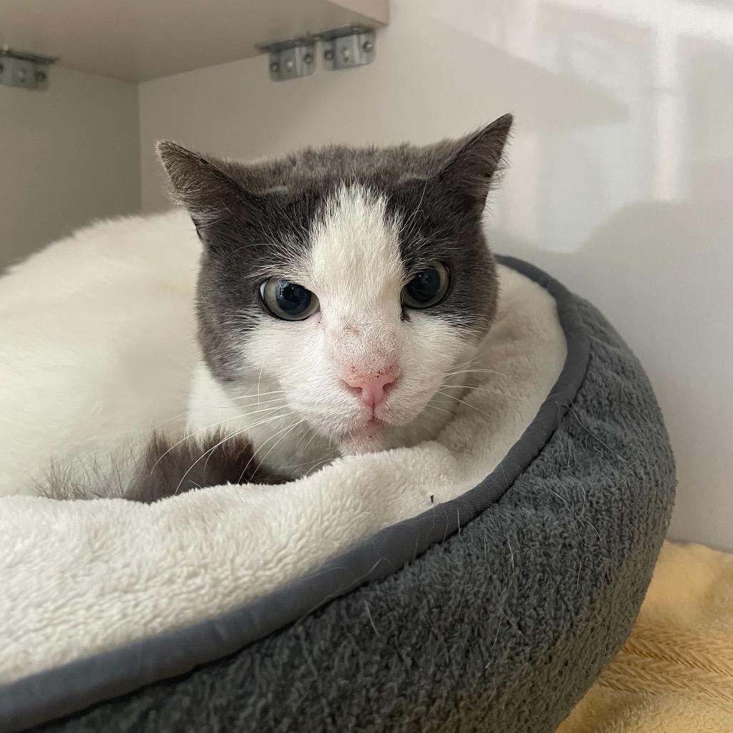 Reina, a Adoptable Domestic Short Hair in Redwood City, CA image 3/6