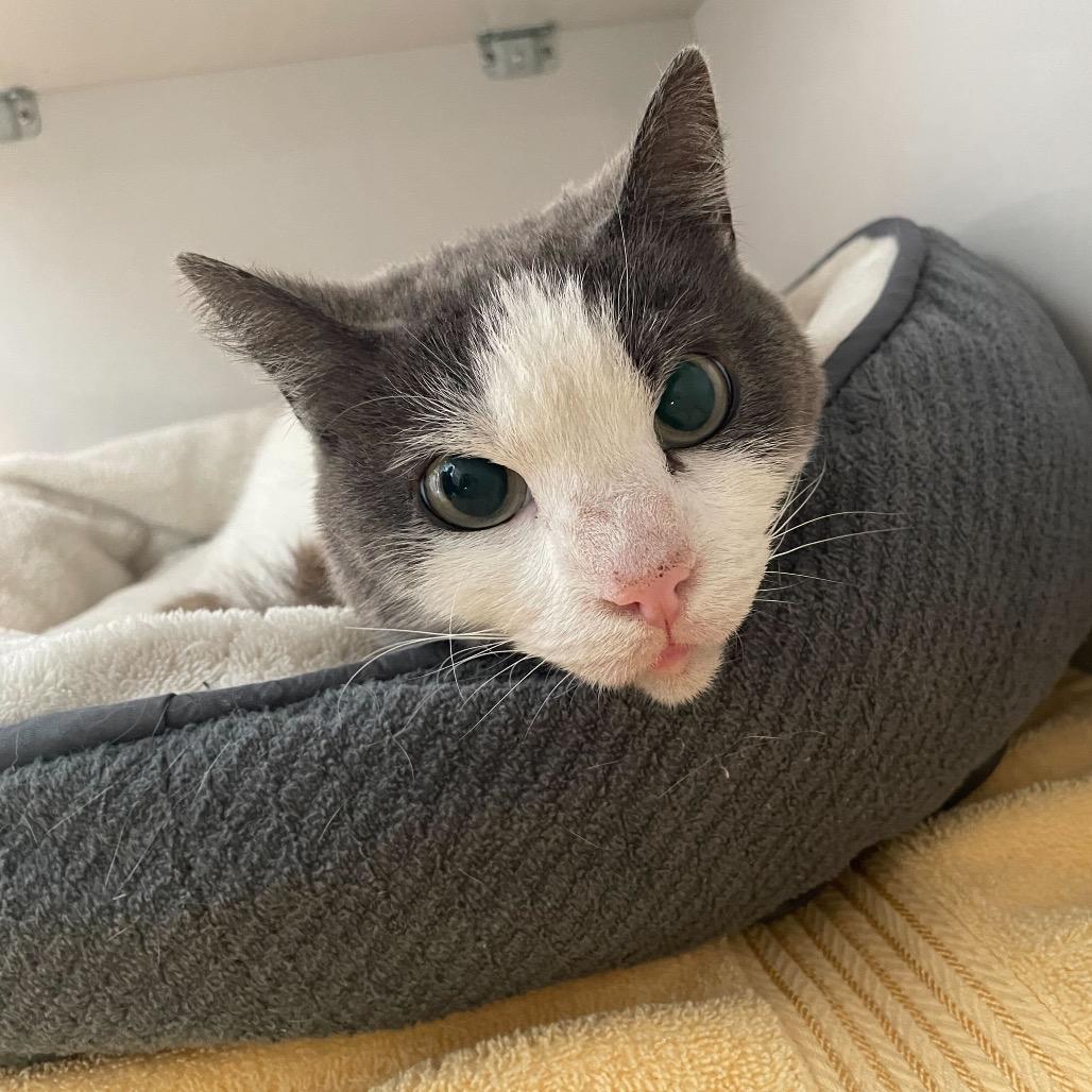 Reina, a Adoptable Domestic Short Hair in Redwood City, CA image 4/6