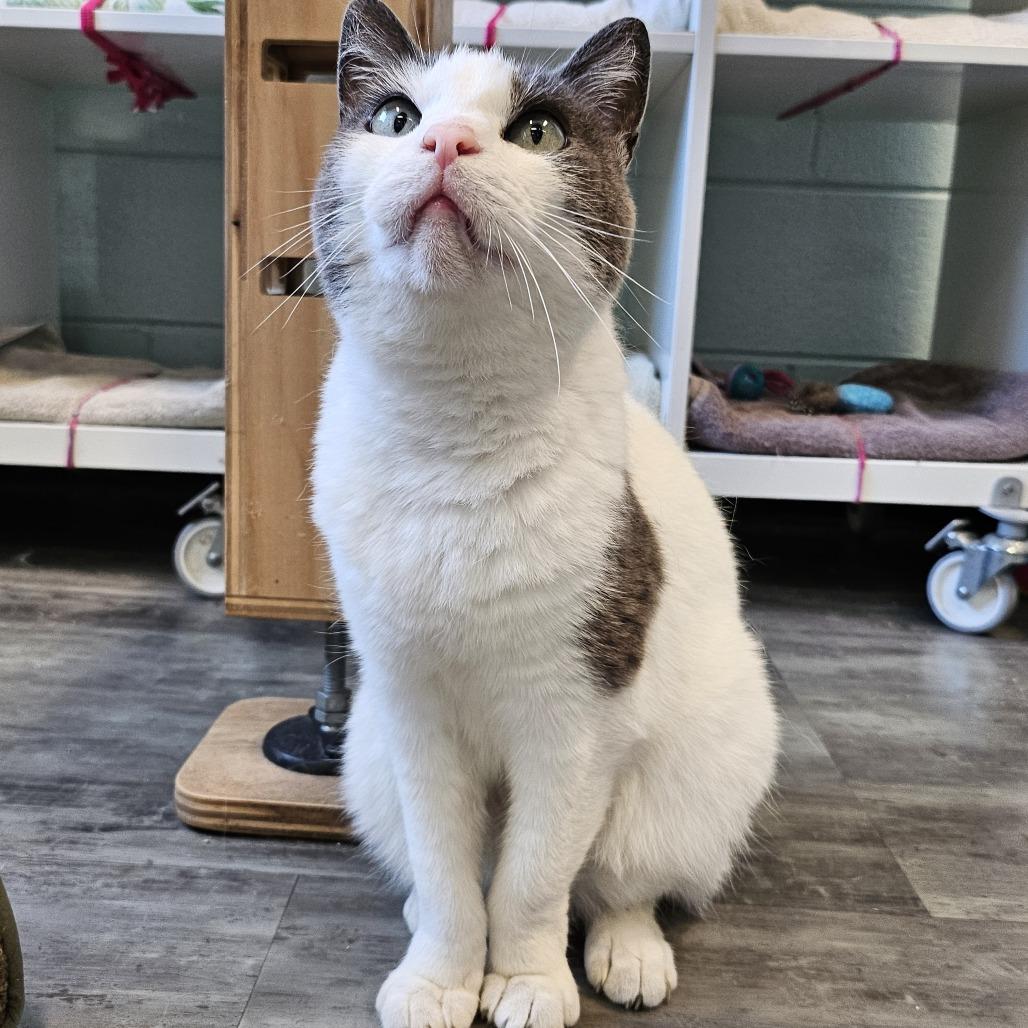 Reina, a Adoptable Domestic Short Hair in Redwood City, CA image 5/6