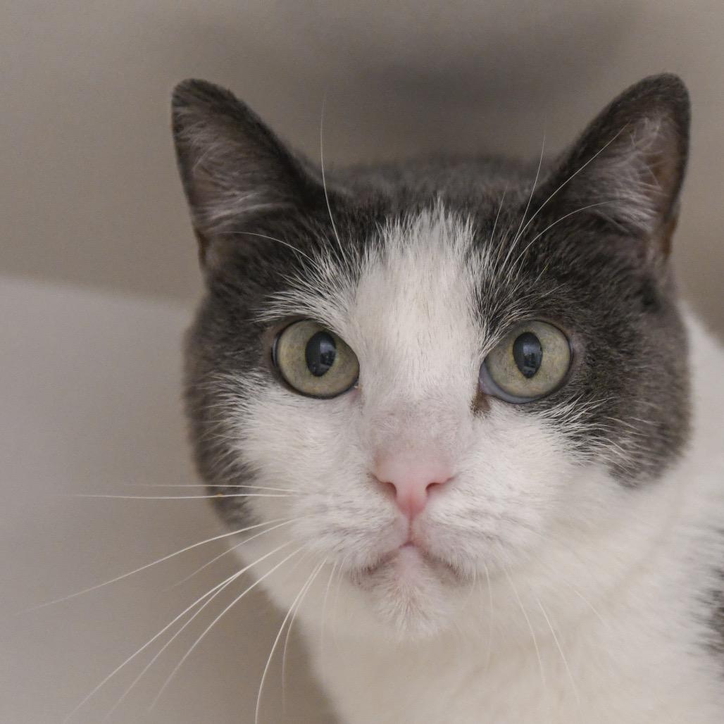 Reina, a Adoptable Domestic Short Hair in Redwood City, CA image 6/6