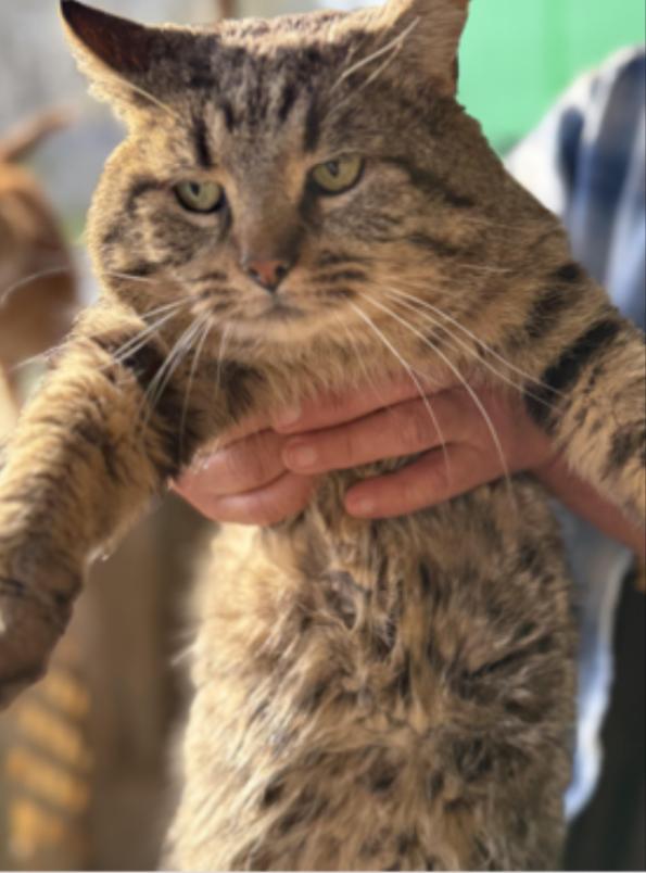 Bodie, ADOPTABLE, Senior Male Domestic Short Hair & Tabby.