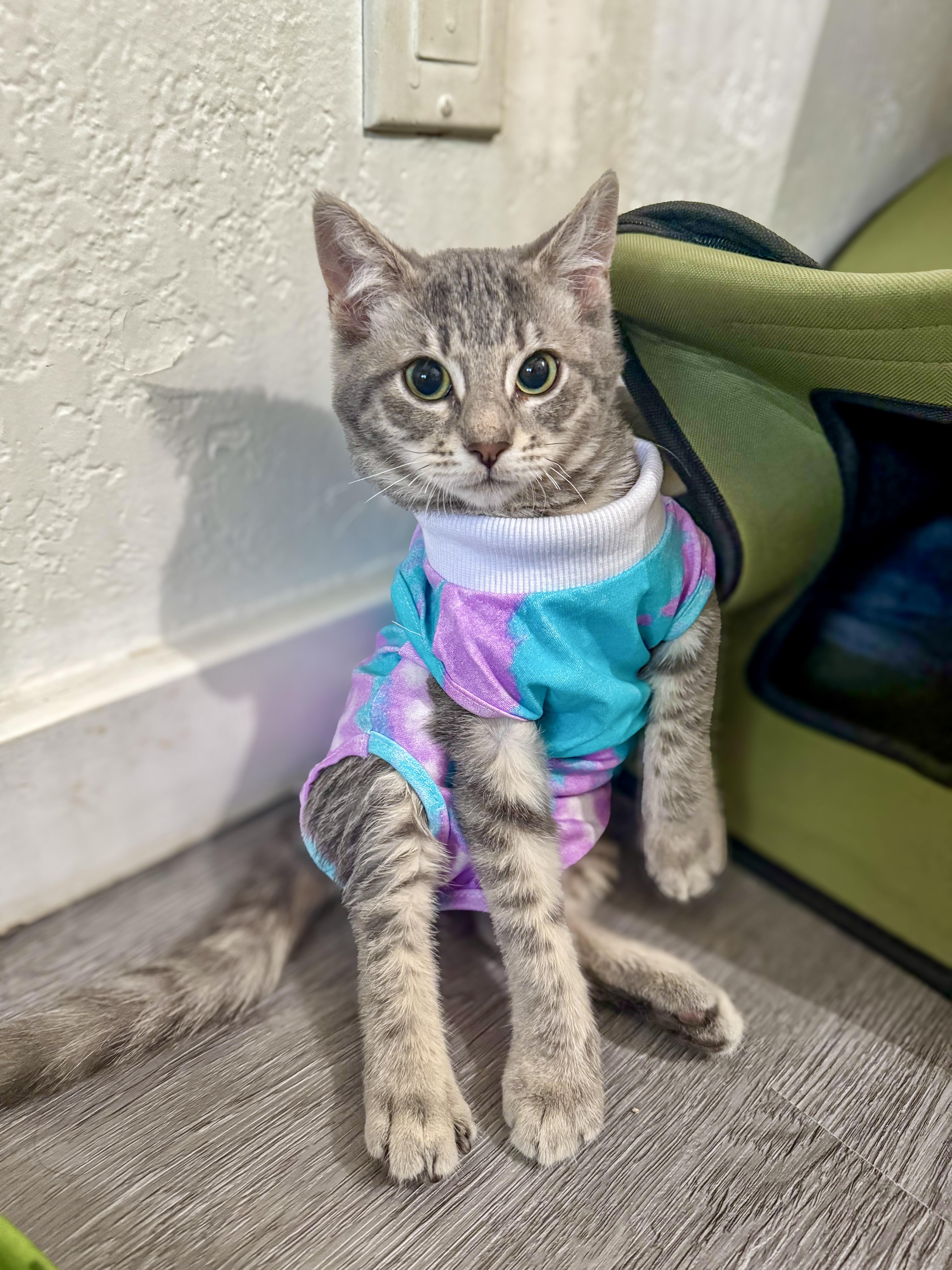 Marshmallow, a Adoptable mixed breed in Vallejo, CA image 2/3