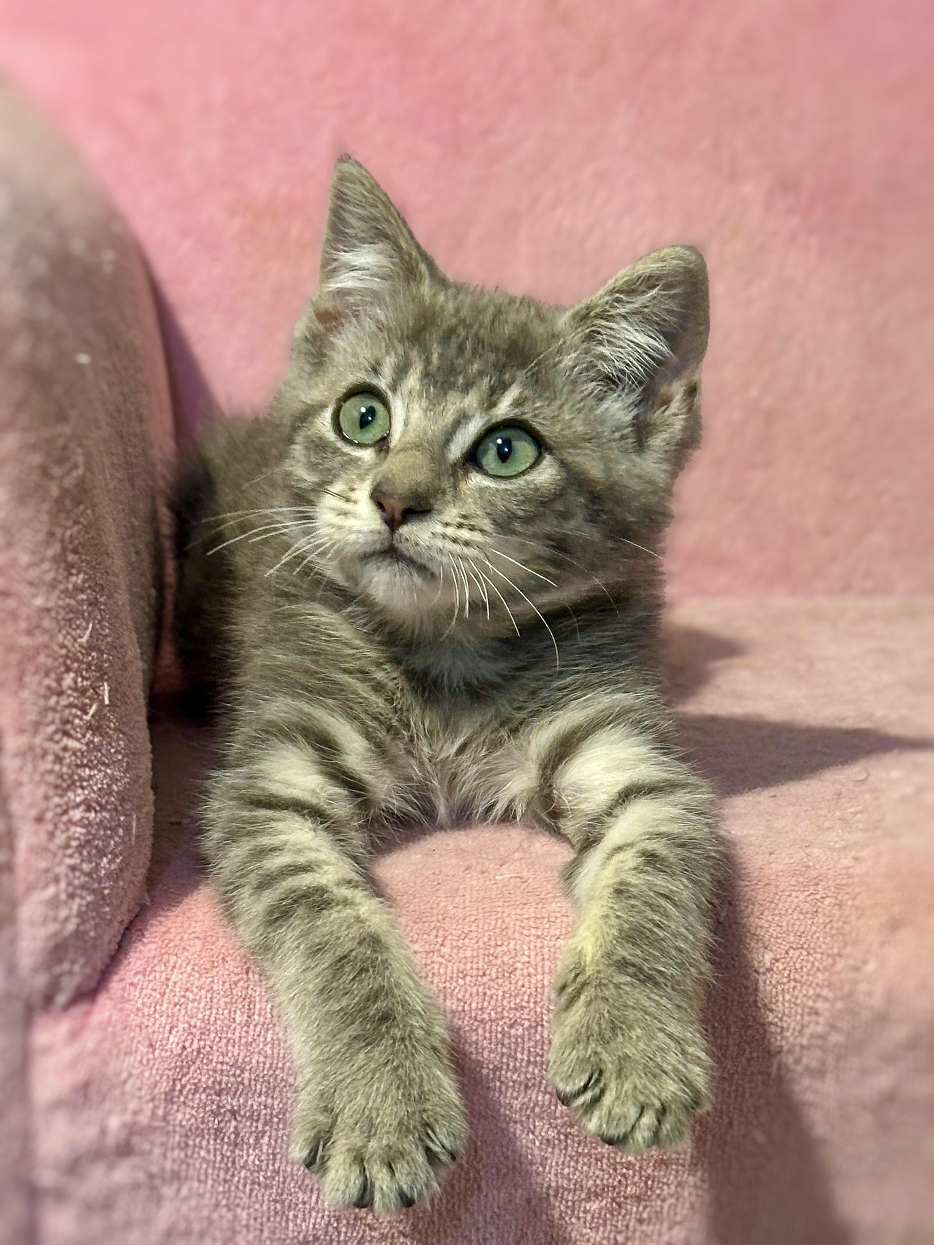 Marshmallow, a Adoptable mixed breed in Vallejo, CA image 1/3