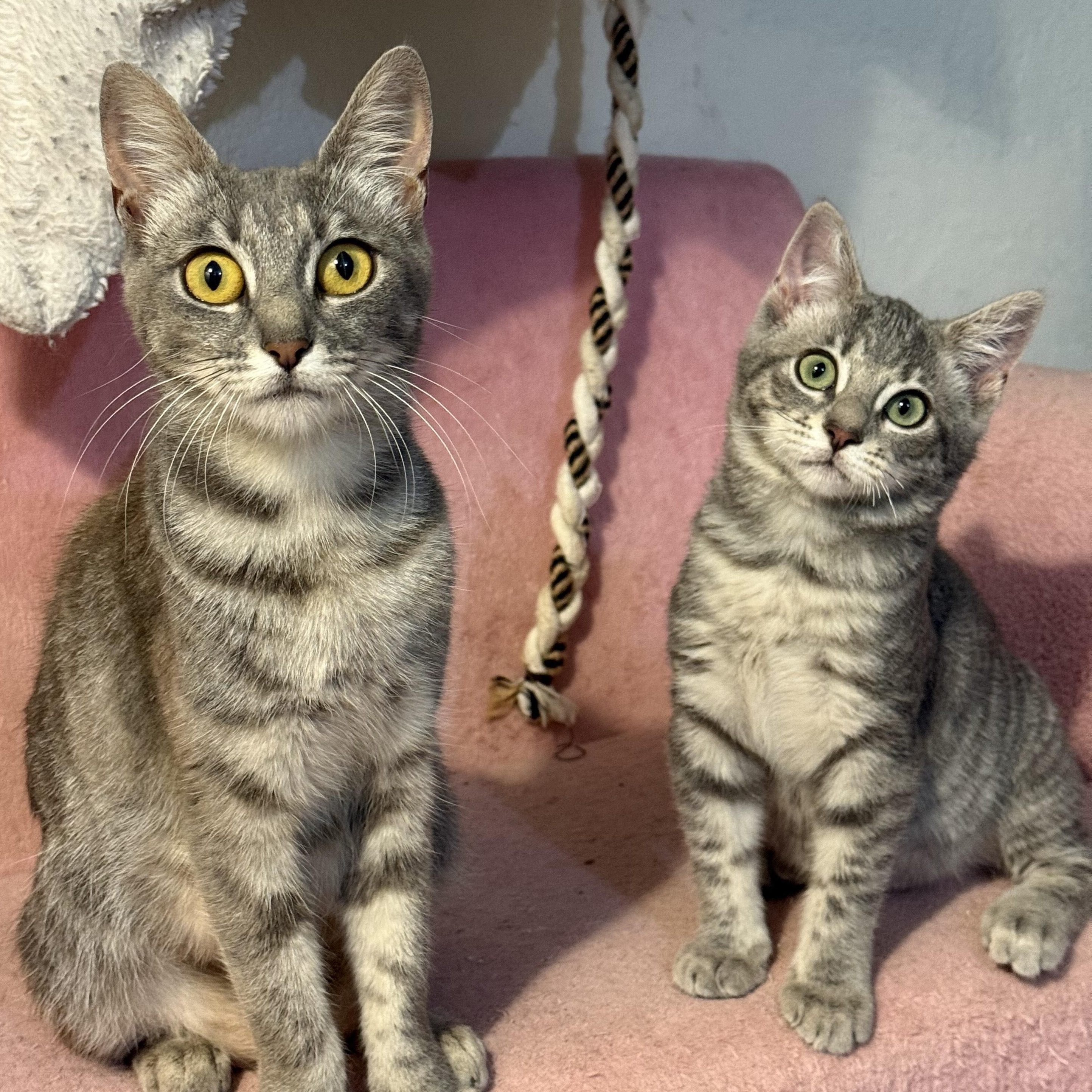 Marshmallow, a Adoptable mixed breed in Vallejo, CA image 3/3