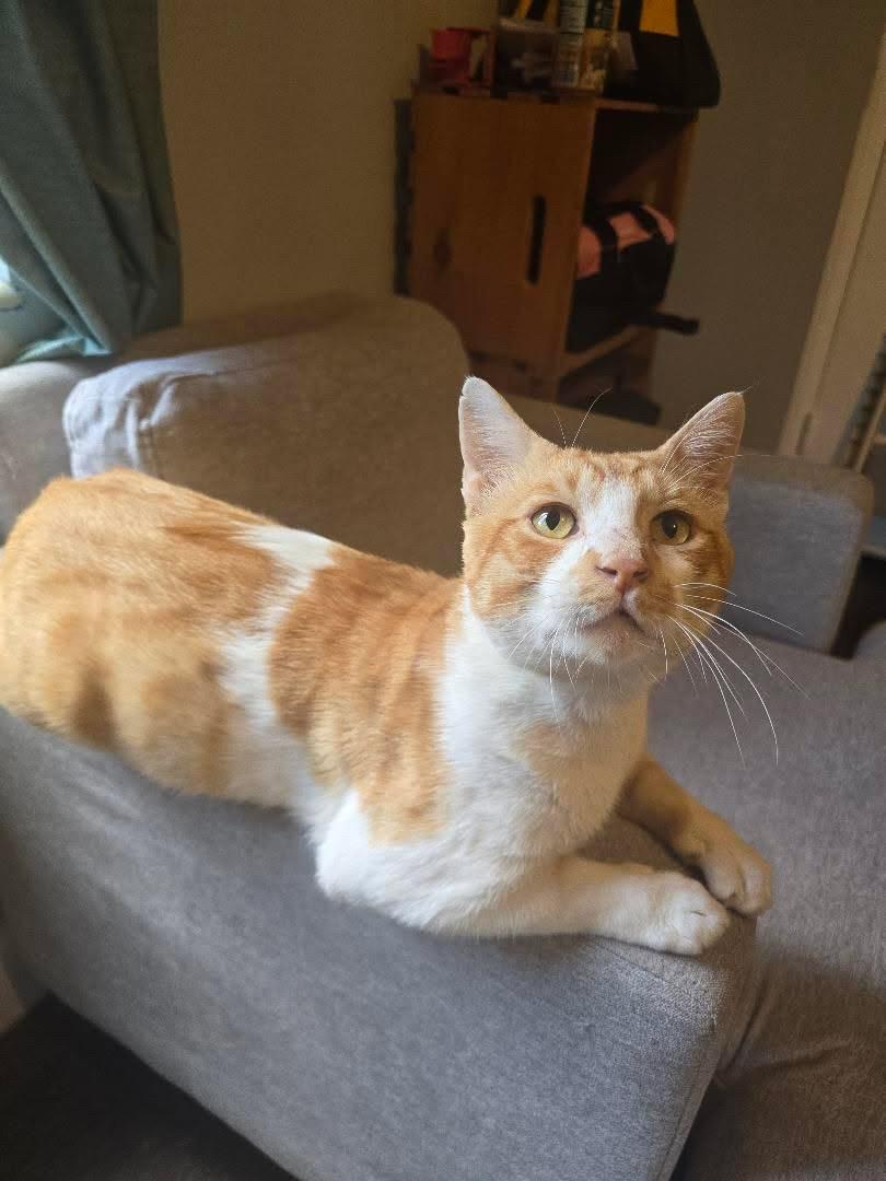 Mishu, ADOPTABLE, Young Male Domestic Short Hair.