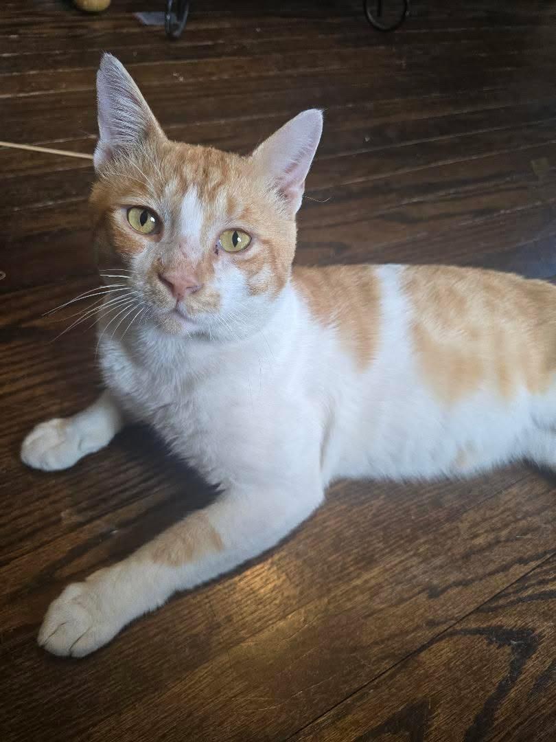 Mishu, a ADOPTABLE Domestic Short Hair in Boston, MA image 2/5