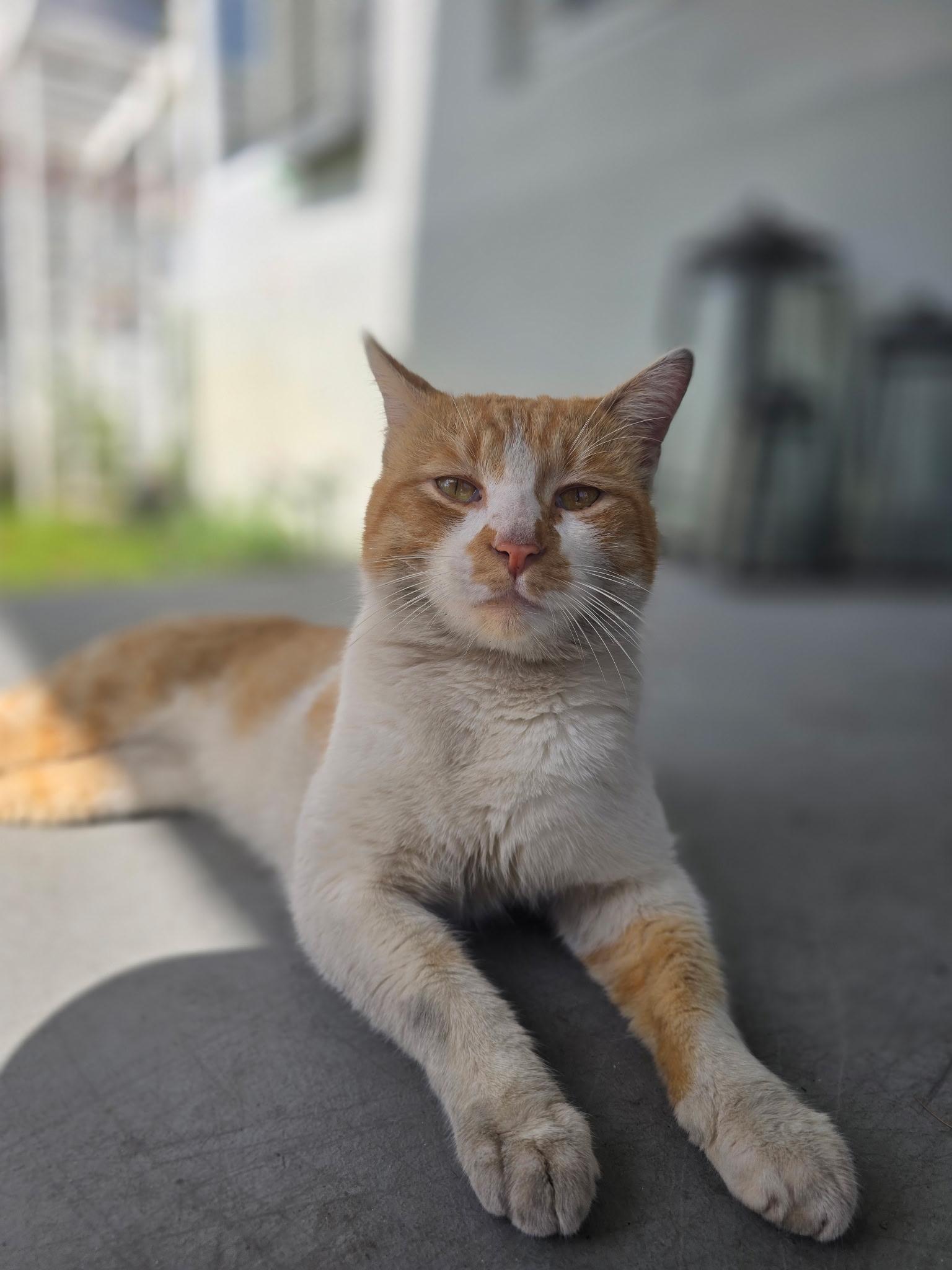Mishu, a ADOPTABLE Domestic Short Hair in Boston, MA image 5/5