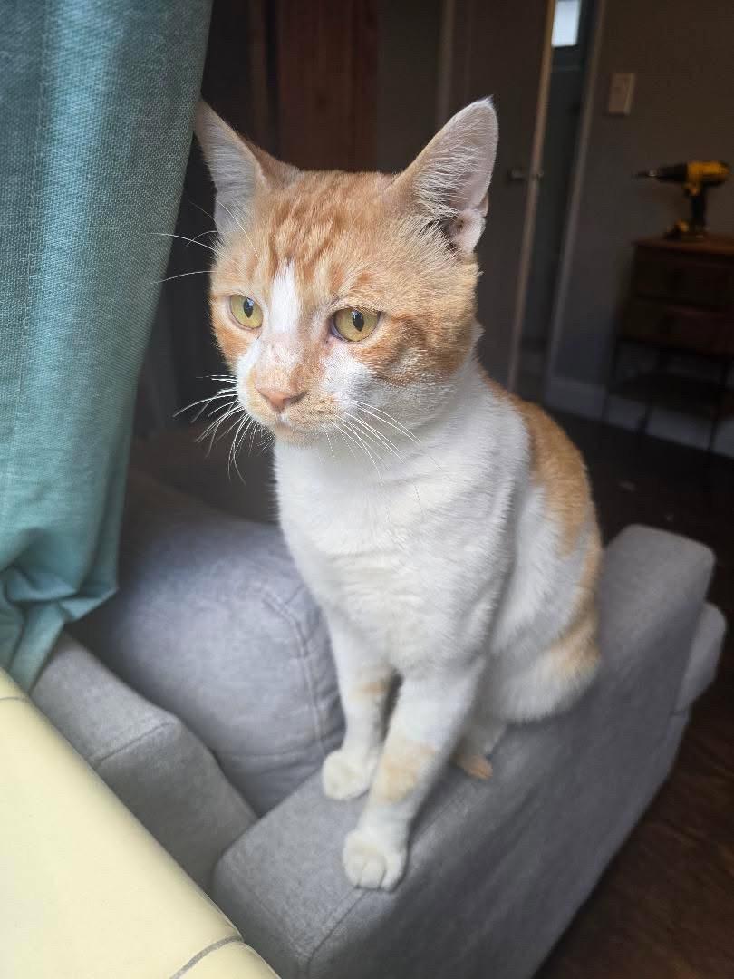 Mishu, a ADOPTABLE Domestic Short Hair in Boston, MA image 4/5