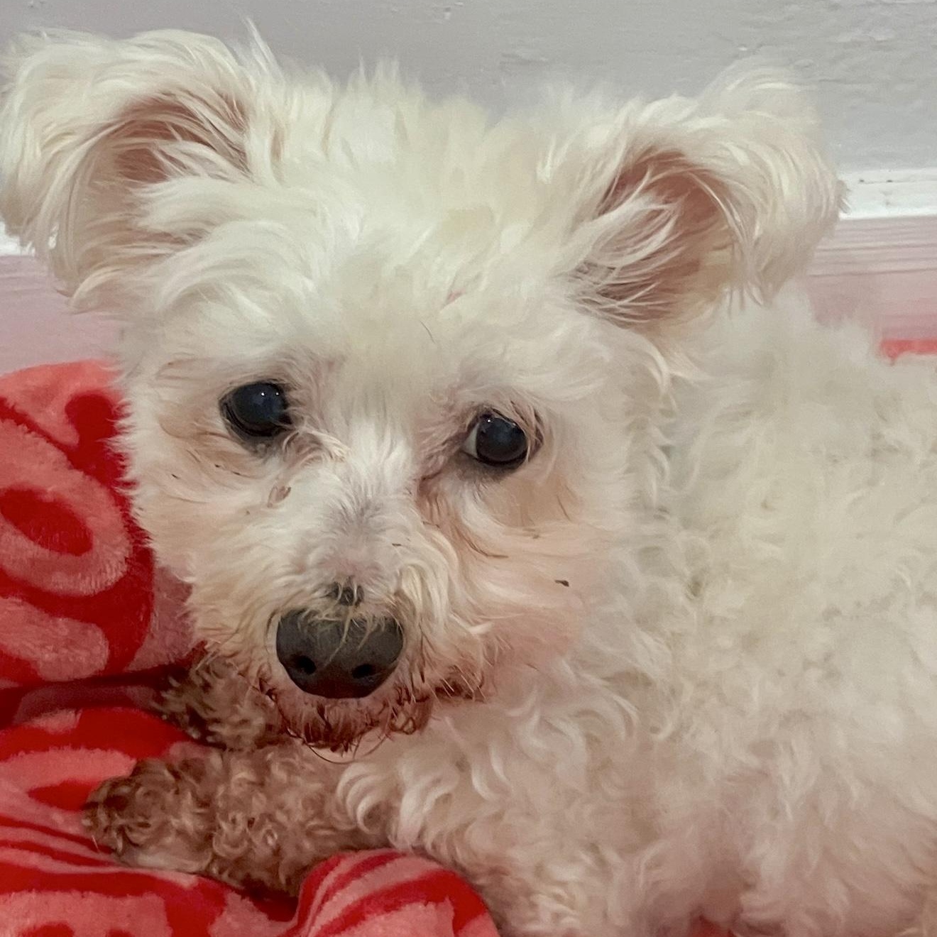 Enlarge Toto, a ADOPTABLE mixed breed in Santa Monica, CA image 2/4