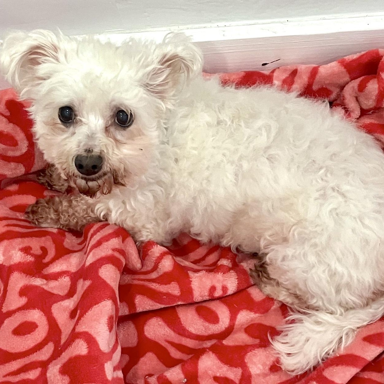 Toto, ADOPTABLE, Adult Male Maltese & West Highland White Terrier / Westie.