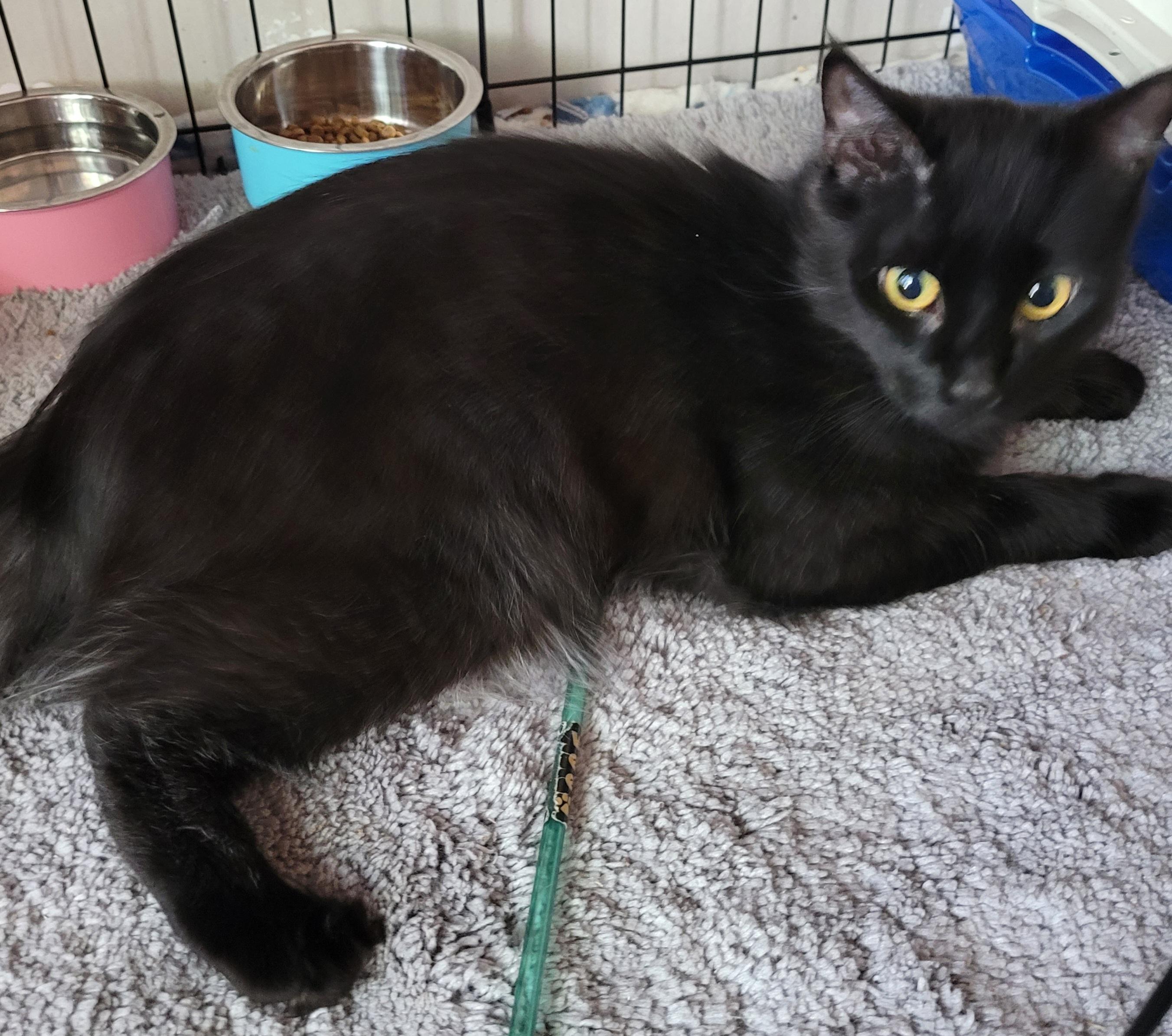 Enlarge Ziggy, a Adoptable mixed breed in San Jose, CA image 3/4