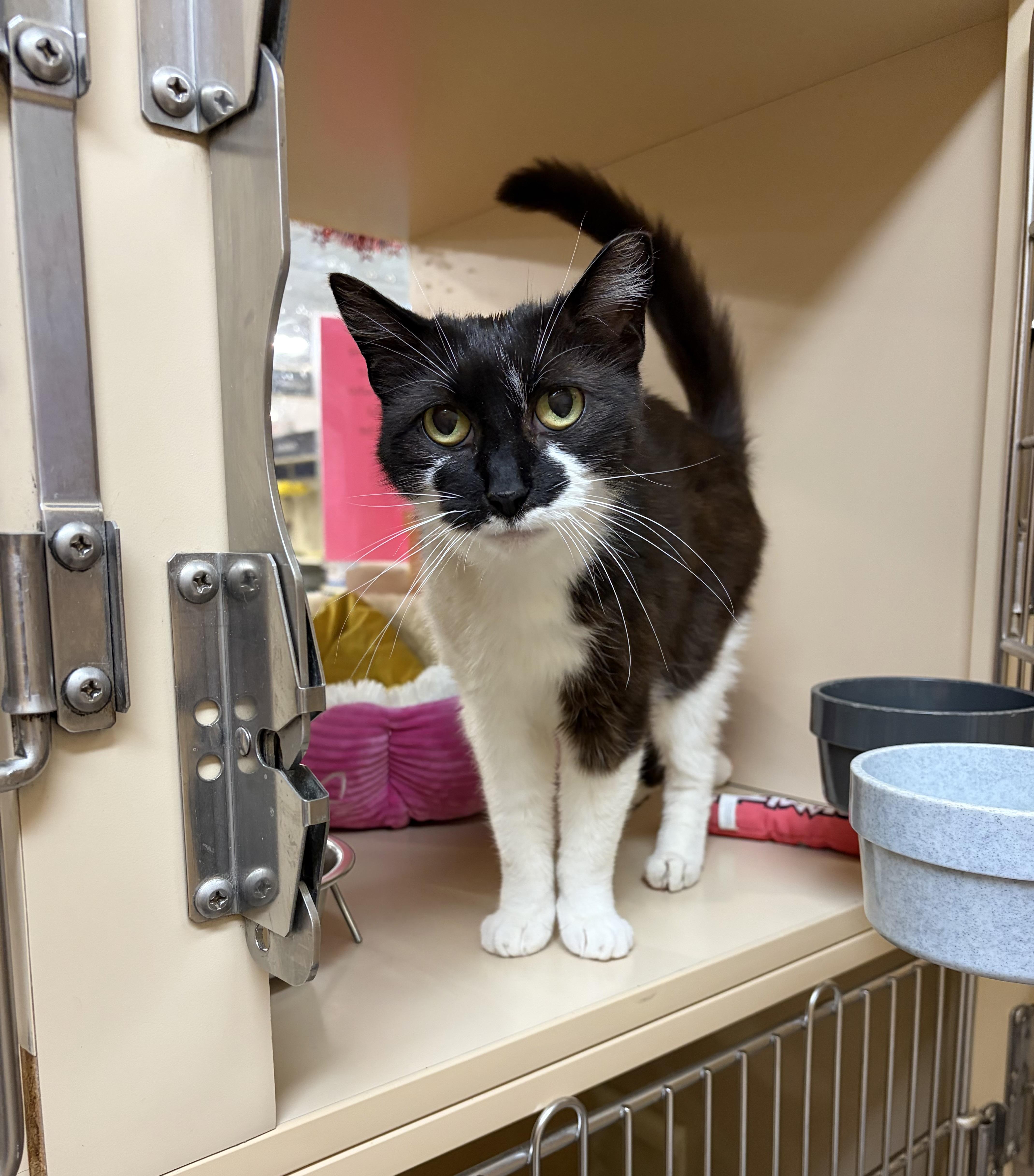 Enlarge Nutter (came with Batman, Gorda & Big Boy), a Adoptable Domestic Short Hair in DeWitt, NY image 1/3