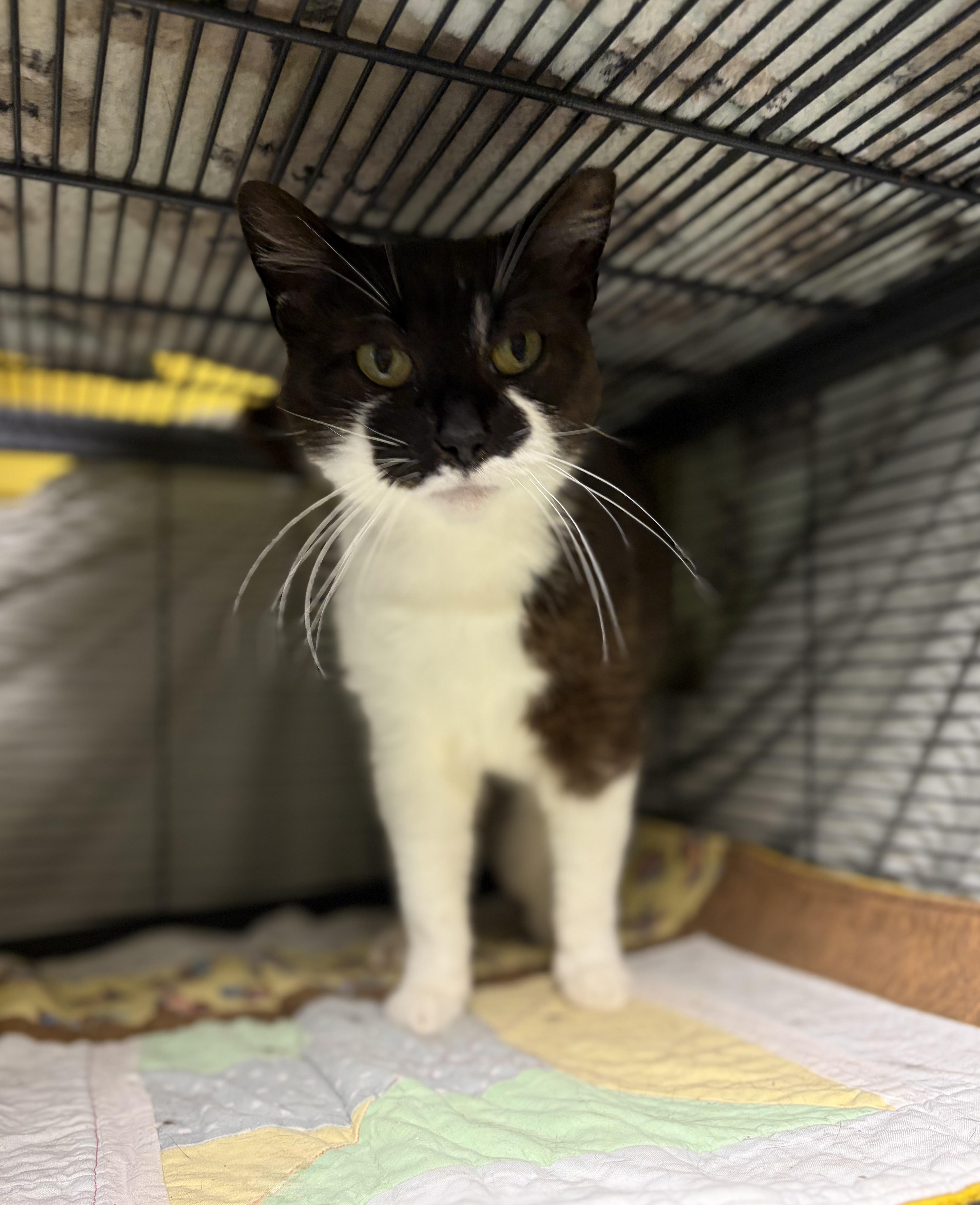 Enlarge Nutter (came with Batman, Gorda & Big Boy), a Adoptable Domestic Short Hair in DeWitt, NY image 3/3
