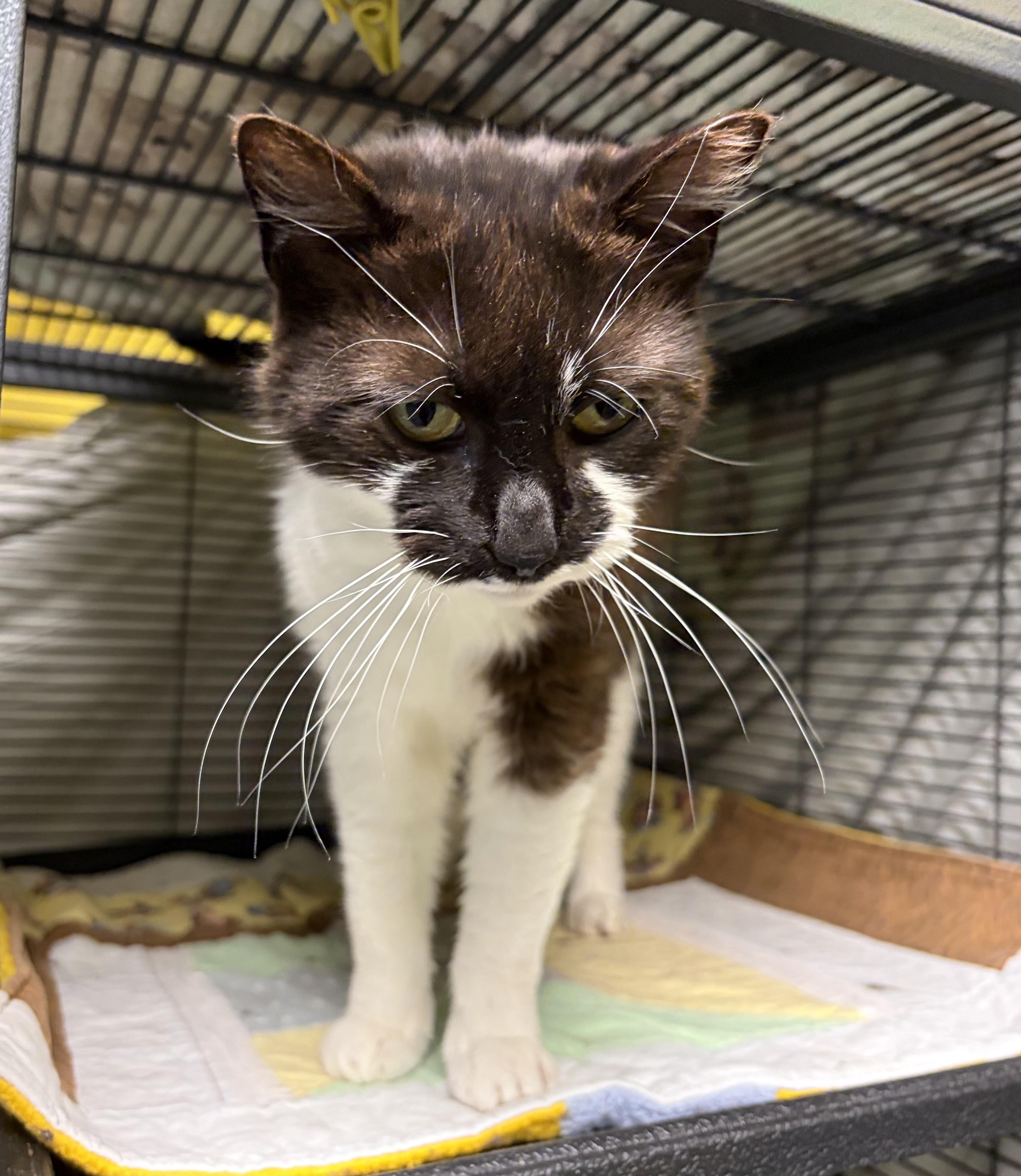 Enlarge Nutter (came with Batman, Gorda & Big Boy), a Adoptable Domestic Short Hair in DeWitt, NY image 2/3